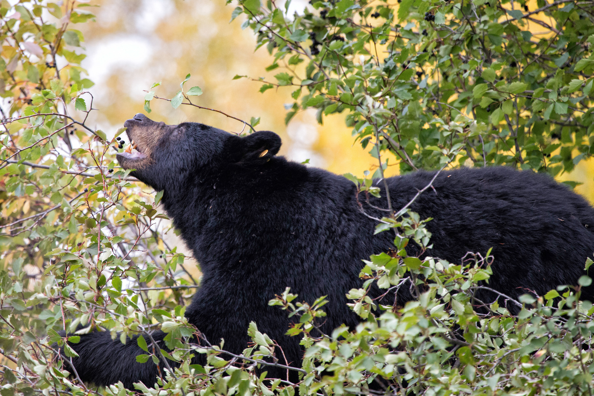 Black bears eat berries of all kinds throughout the summer.