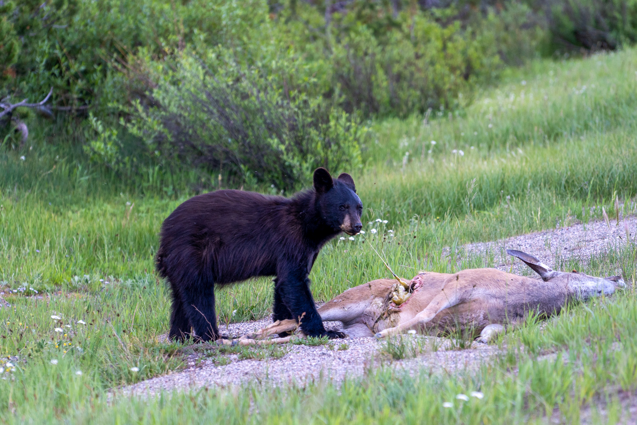 A young black bear eats the guts of a deer.
