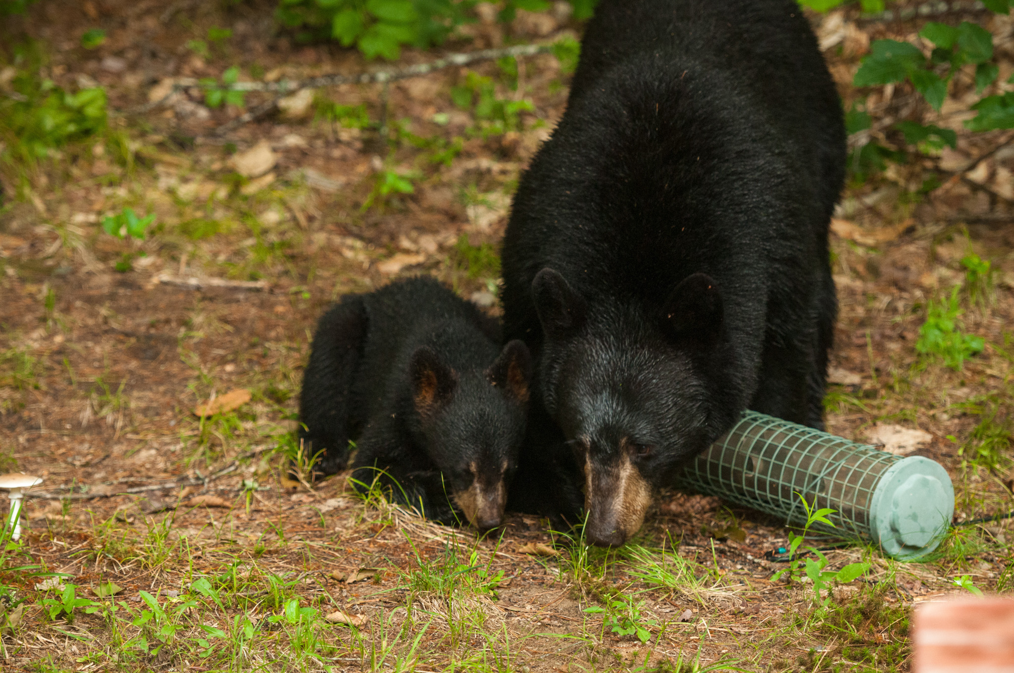 Two black bears eat from a knocked-over bird feeder.