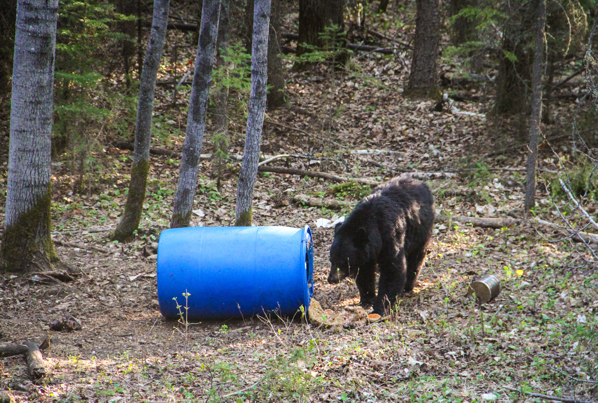A black bear stands beside a bait barrel.