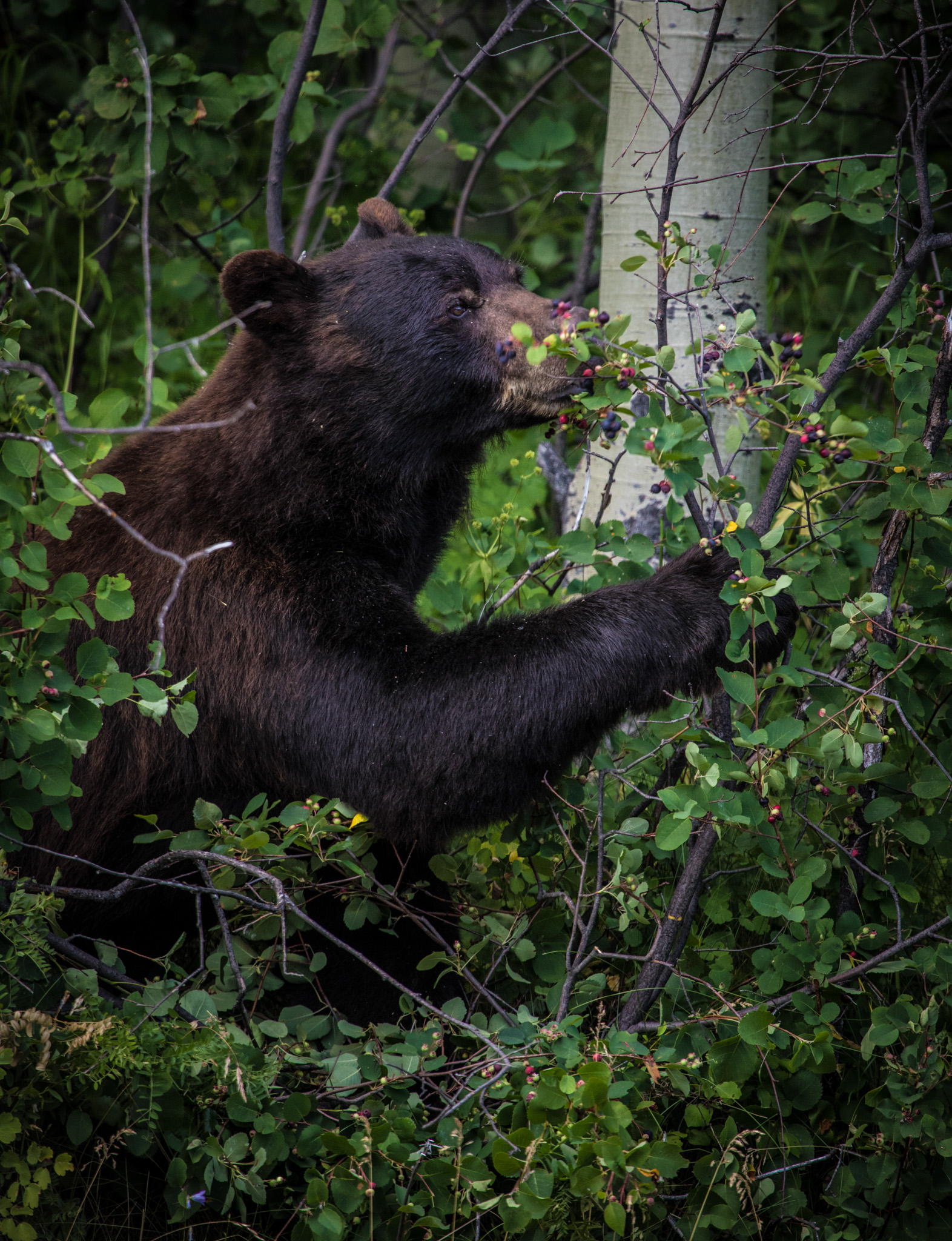 A black bear feeding on ripe serviceberries.