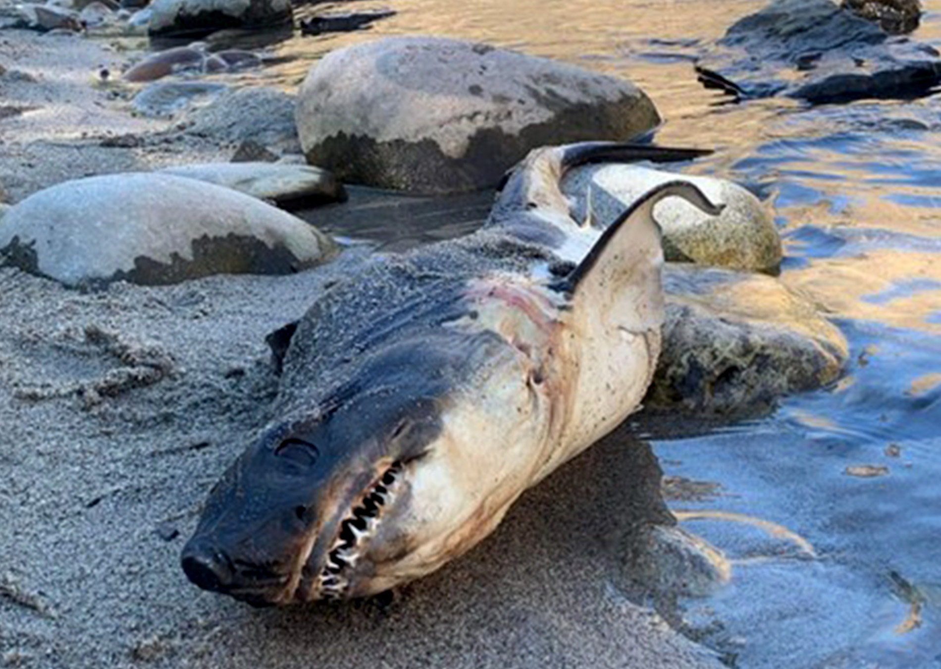 shark found on idaho river