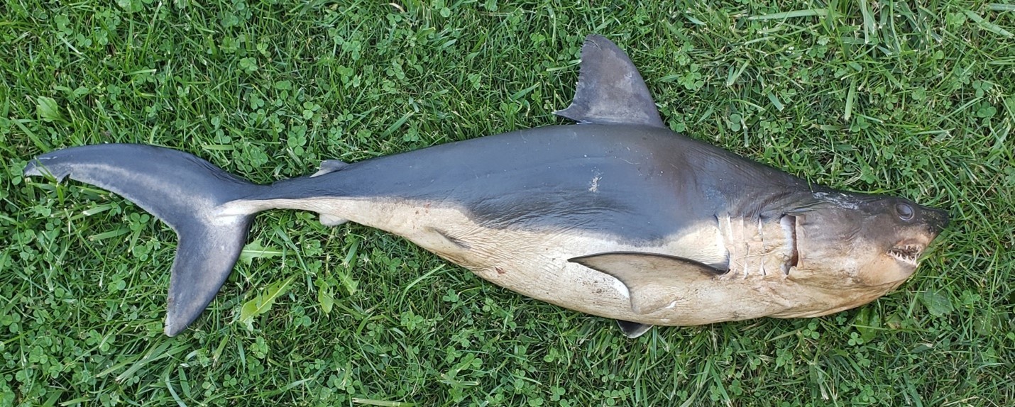 shark found on idaho river 2