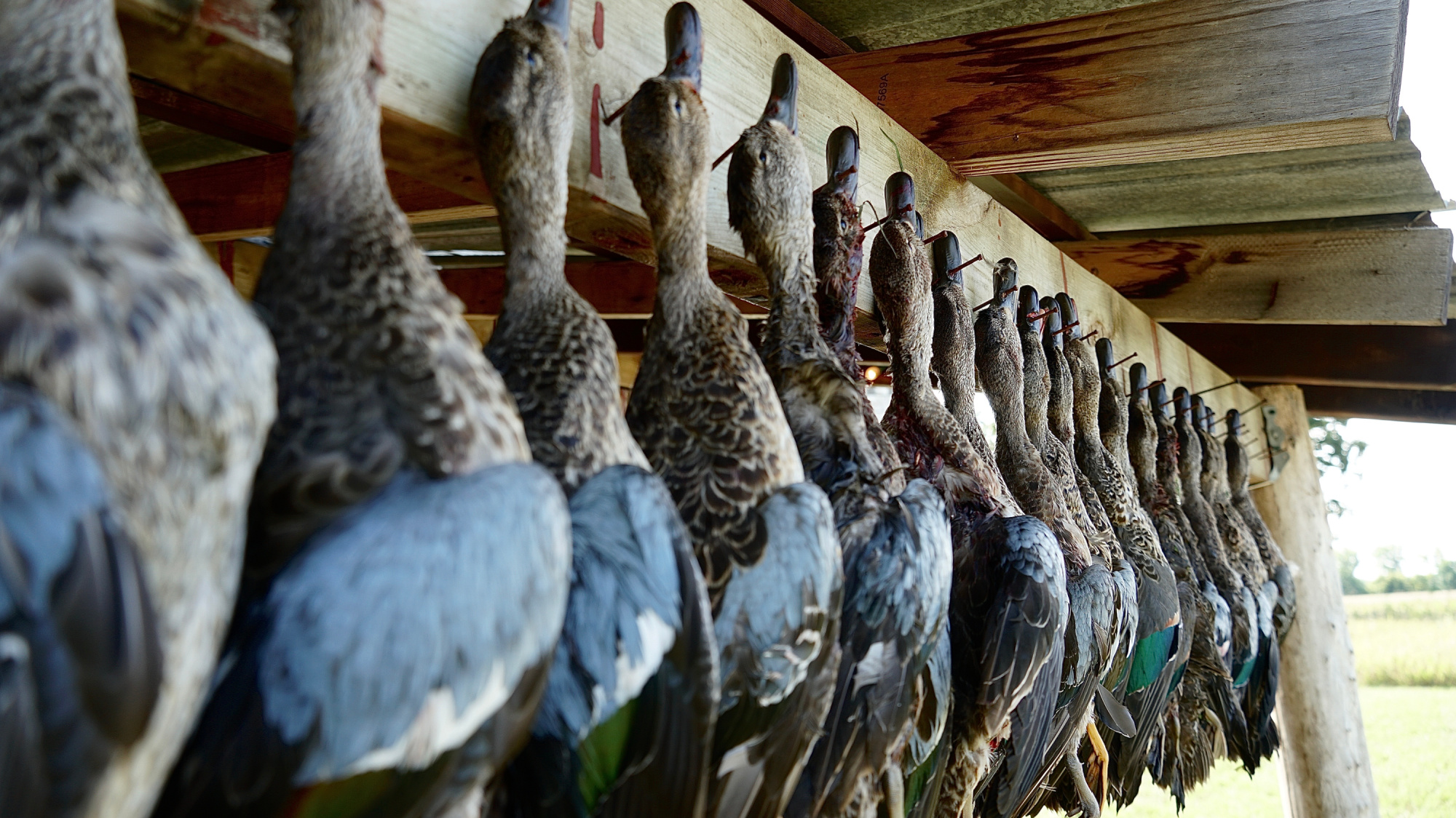 ducks hanging in barn