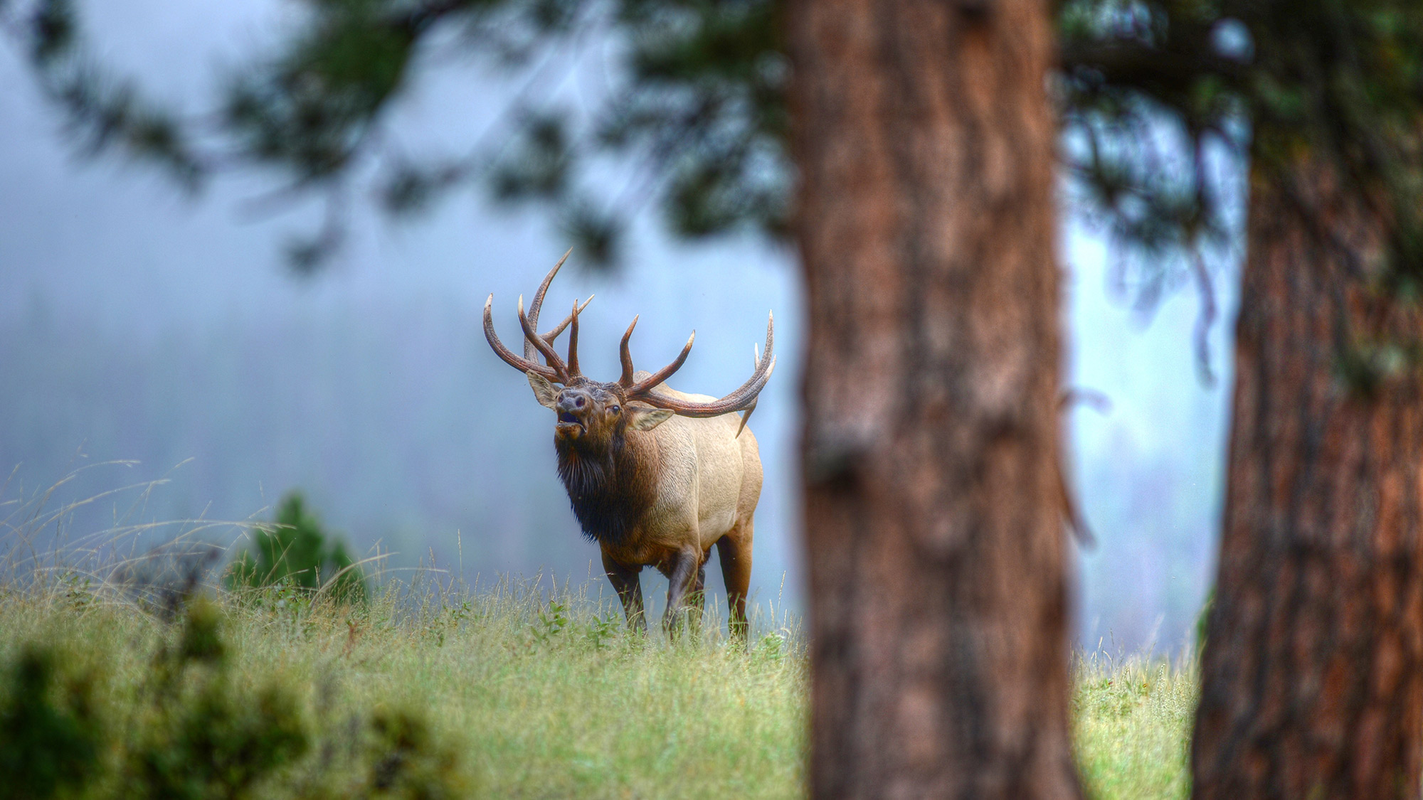 elk on hillside bugles, standing behind two cedar trees