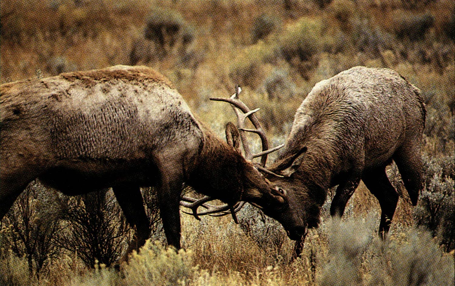 two elk fight with antlers clashing