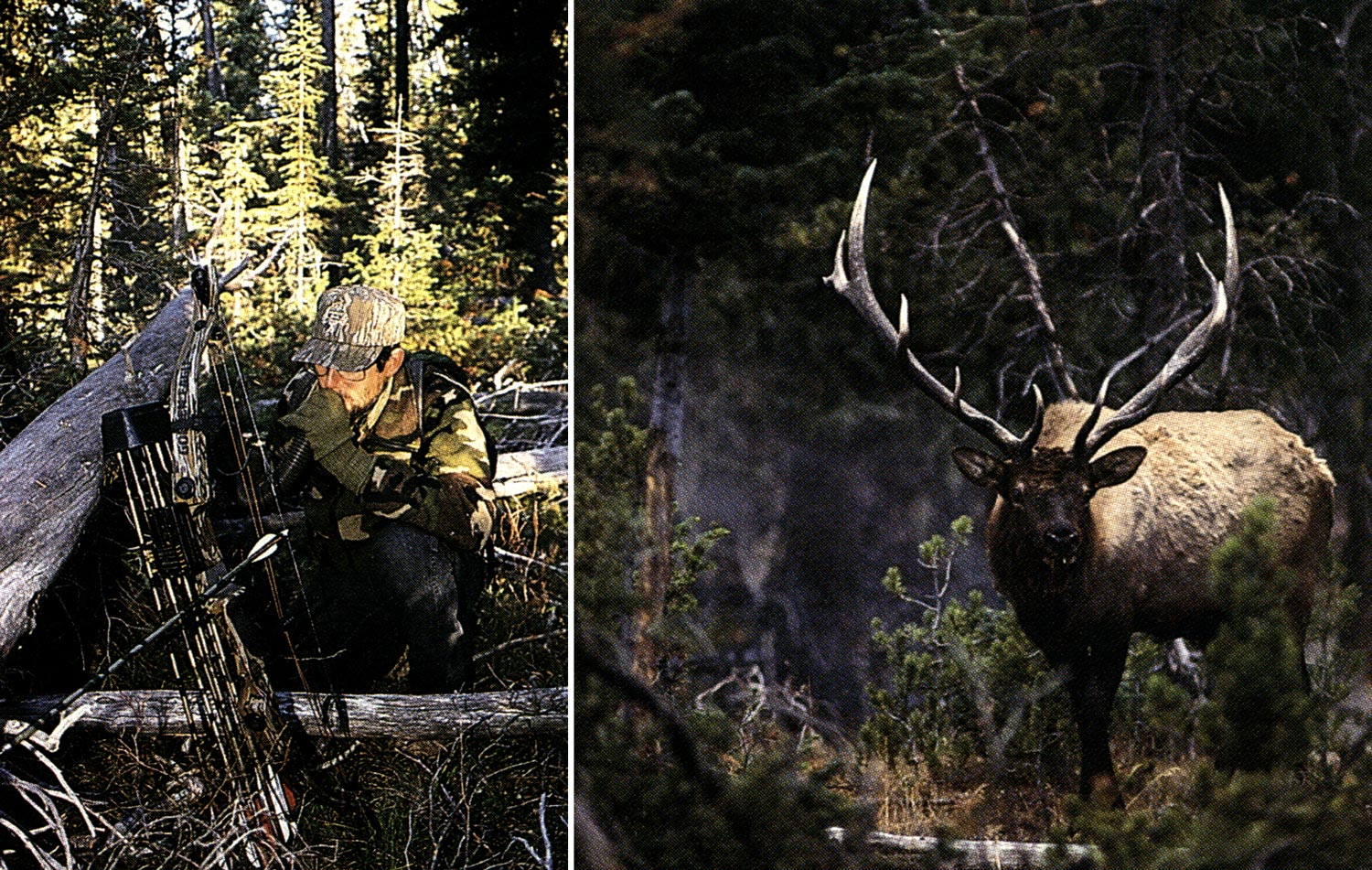 hunter with compound bow crouches behind fallen trees and blows into elk call; lone bull elk in forest