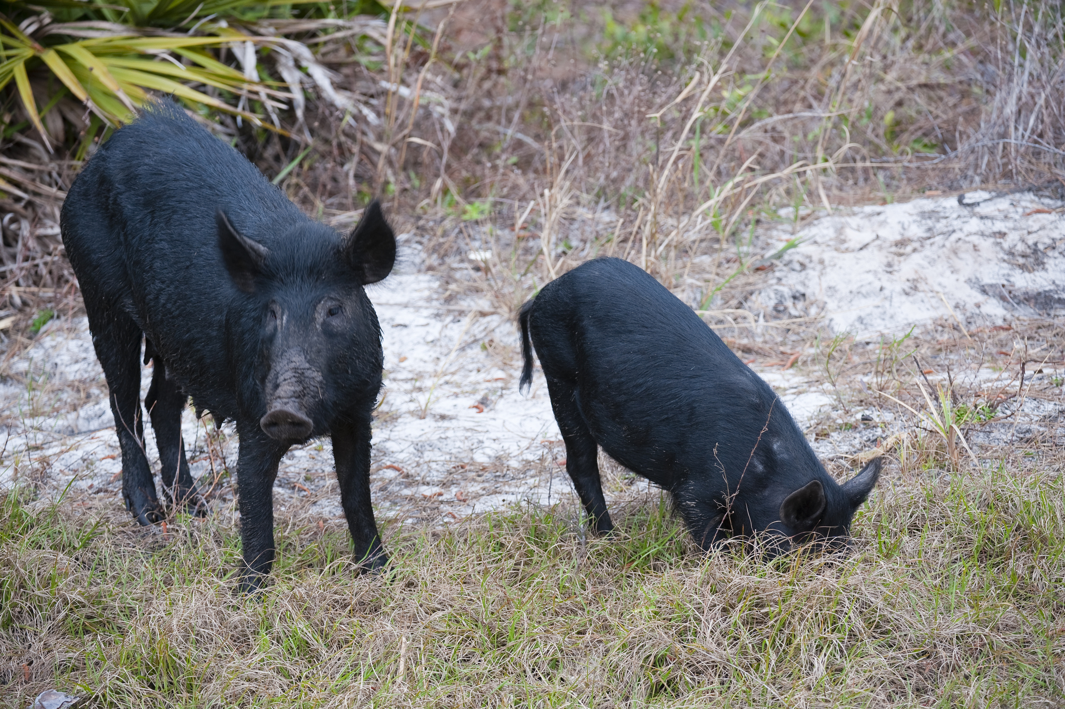 feral pigs