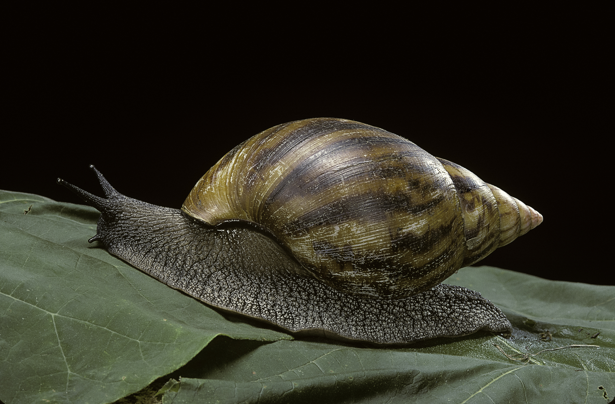 african snail