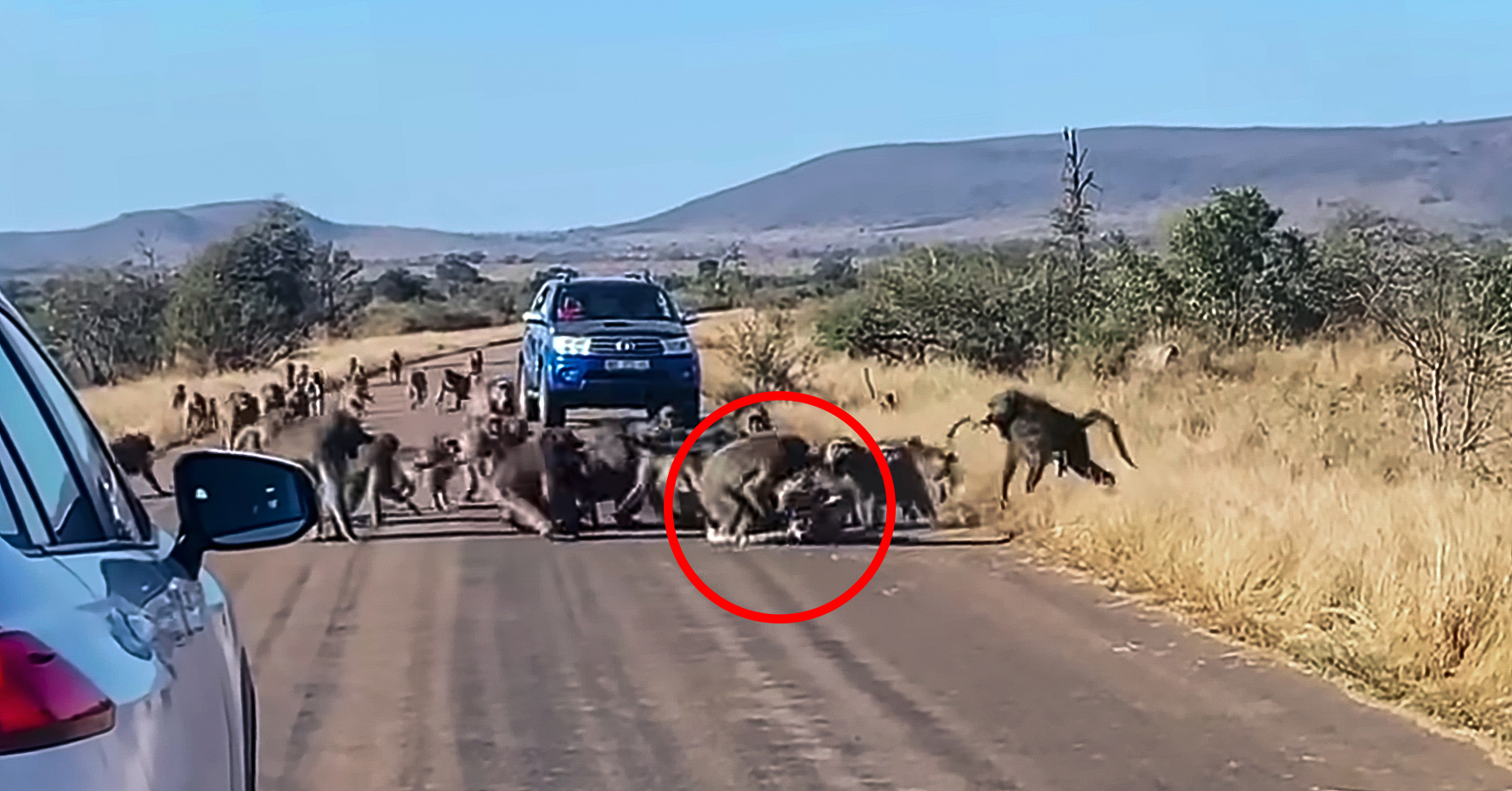 video baboons beat up leopard