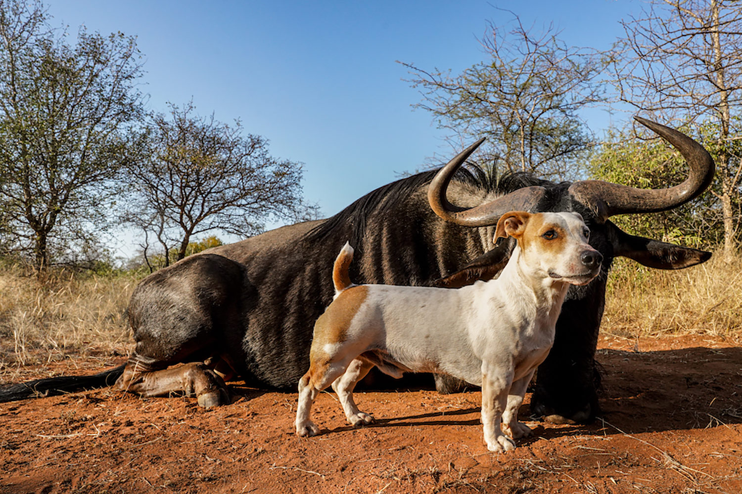 tiny but heroic looking jack russell terrier stands in front of downed cape buffalo