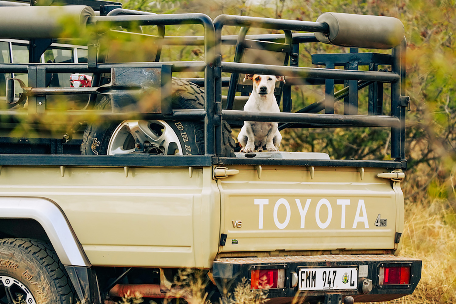 jack russell terrier peers out from bed of pickup truck