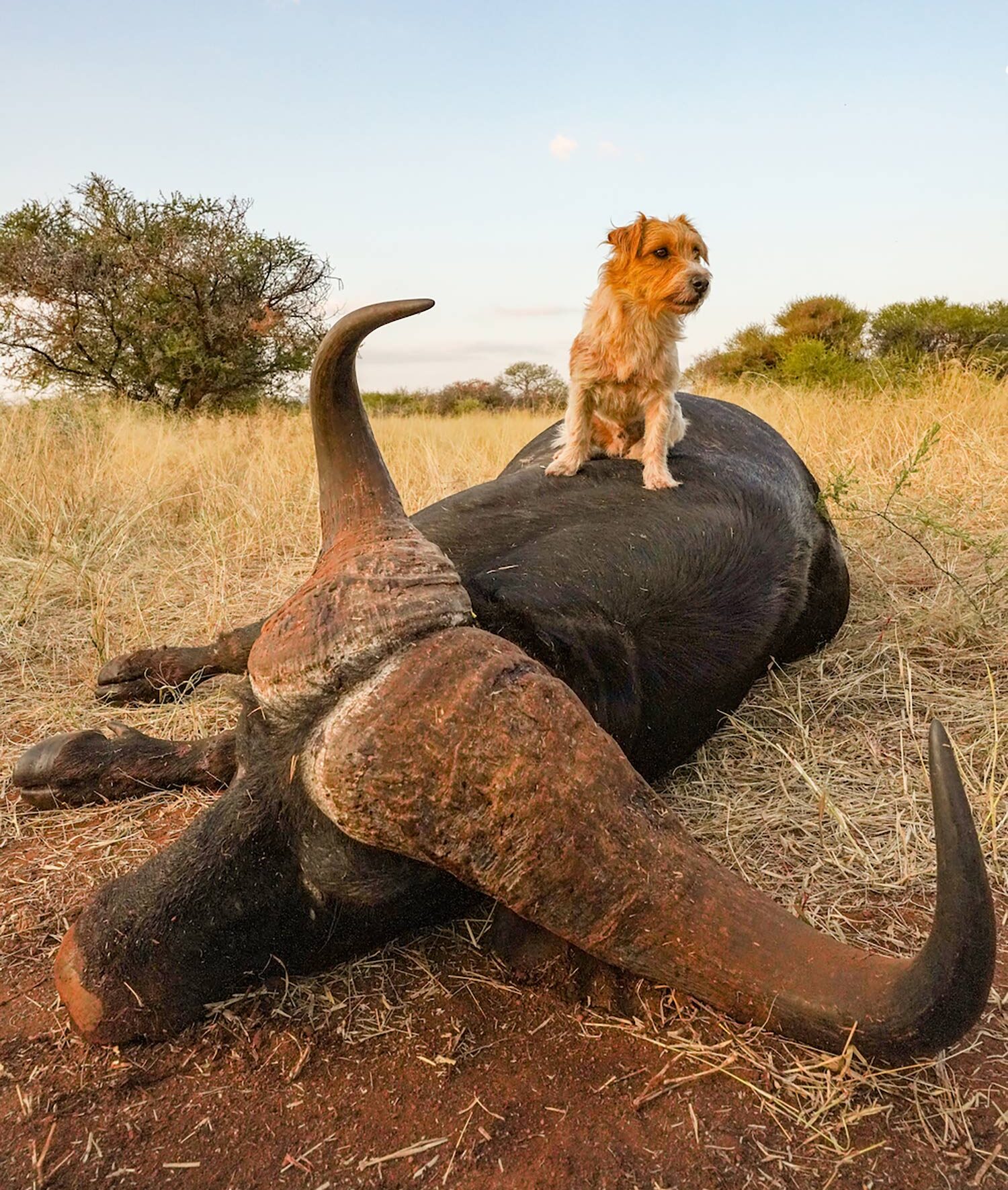 rough-coated jack russell terrier sits atop dead cape buffalo