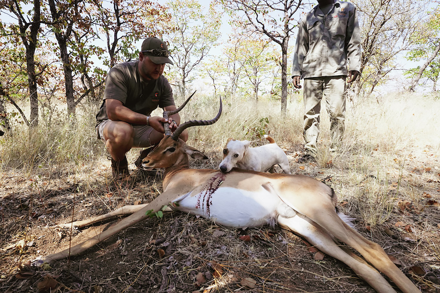smooth-coated jack russell terrier licks blood from dead impala while hunter holds horn and another looks on