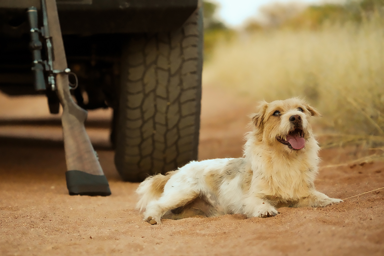 long-haired jack russell terrier rests behind truck with gun propped up behind him