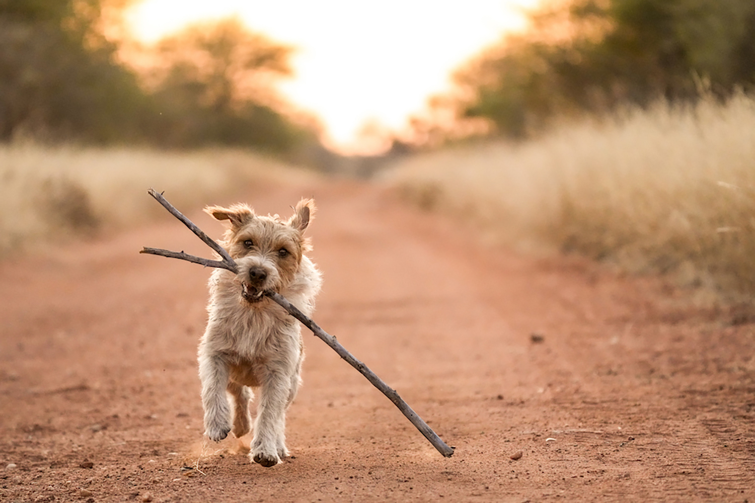 jack russell terrier, ears flopping with the activity, carries a big stick down a dirt road