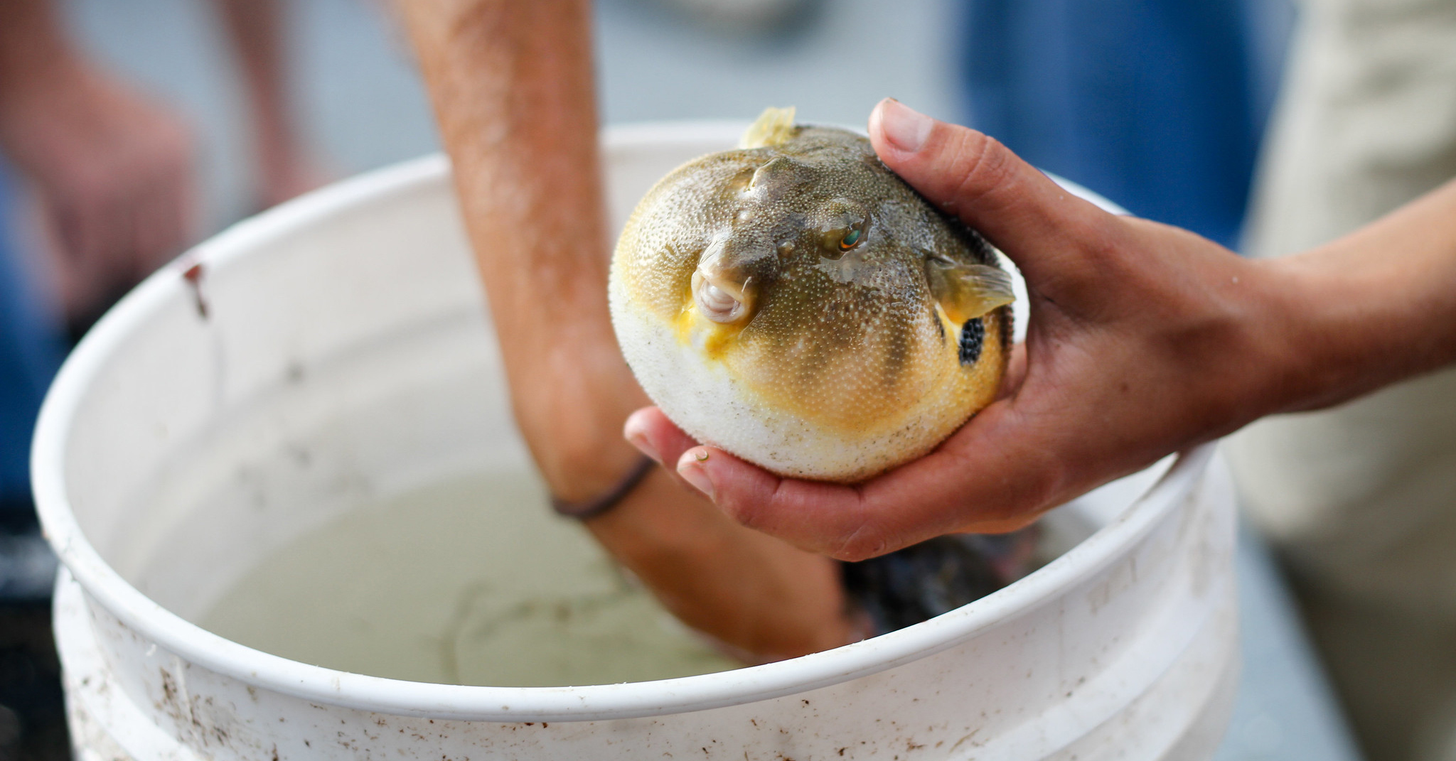A northern pufferfish caught in the northeast.