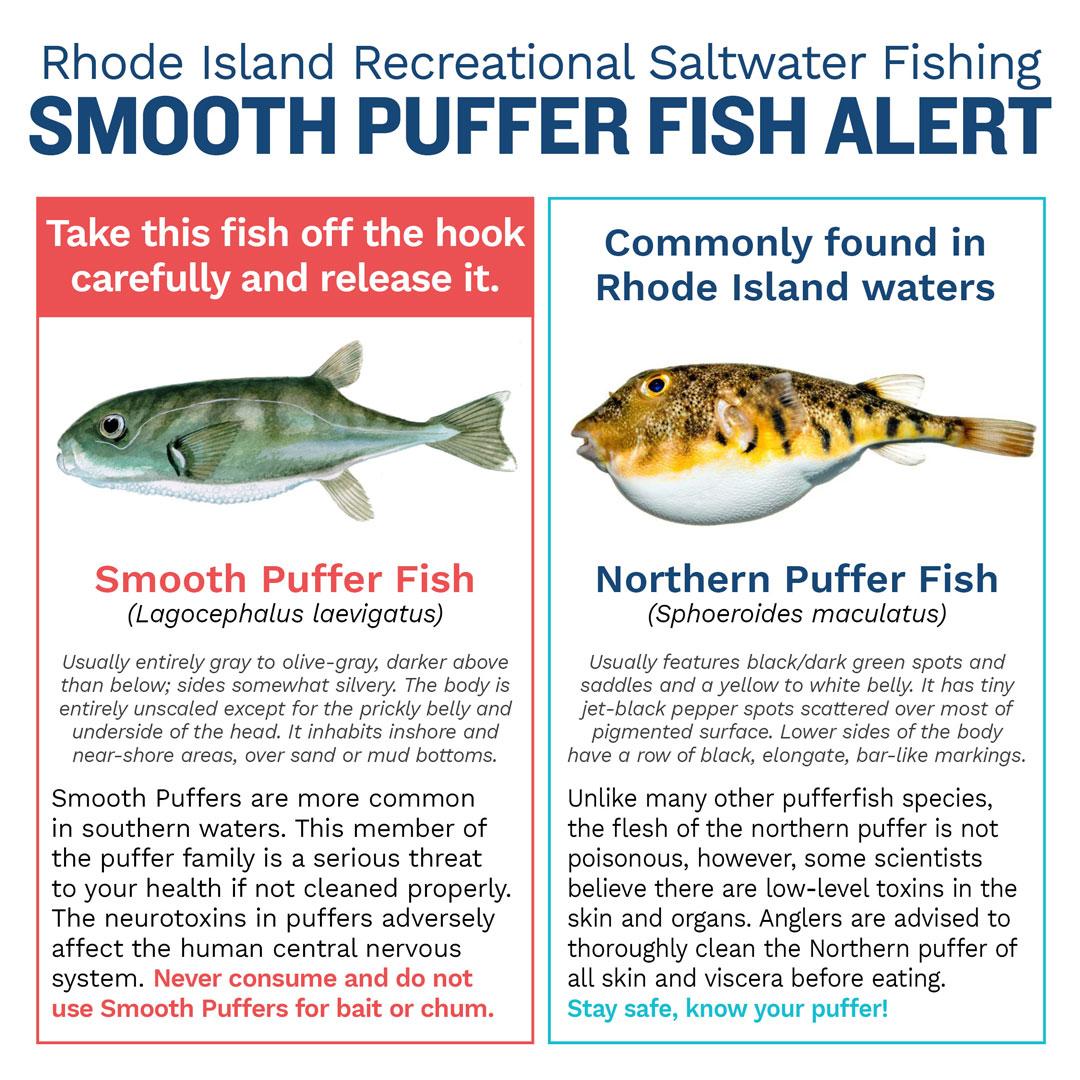 Smooth puffer vs northern puffer fish.