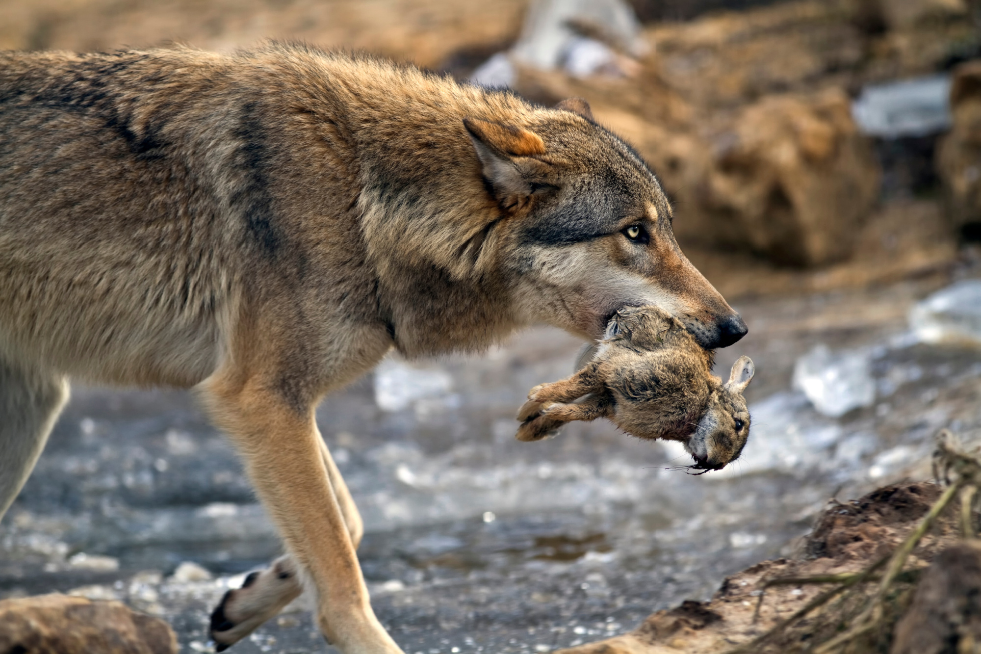 wolf eating rabbit