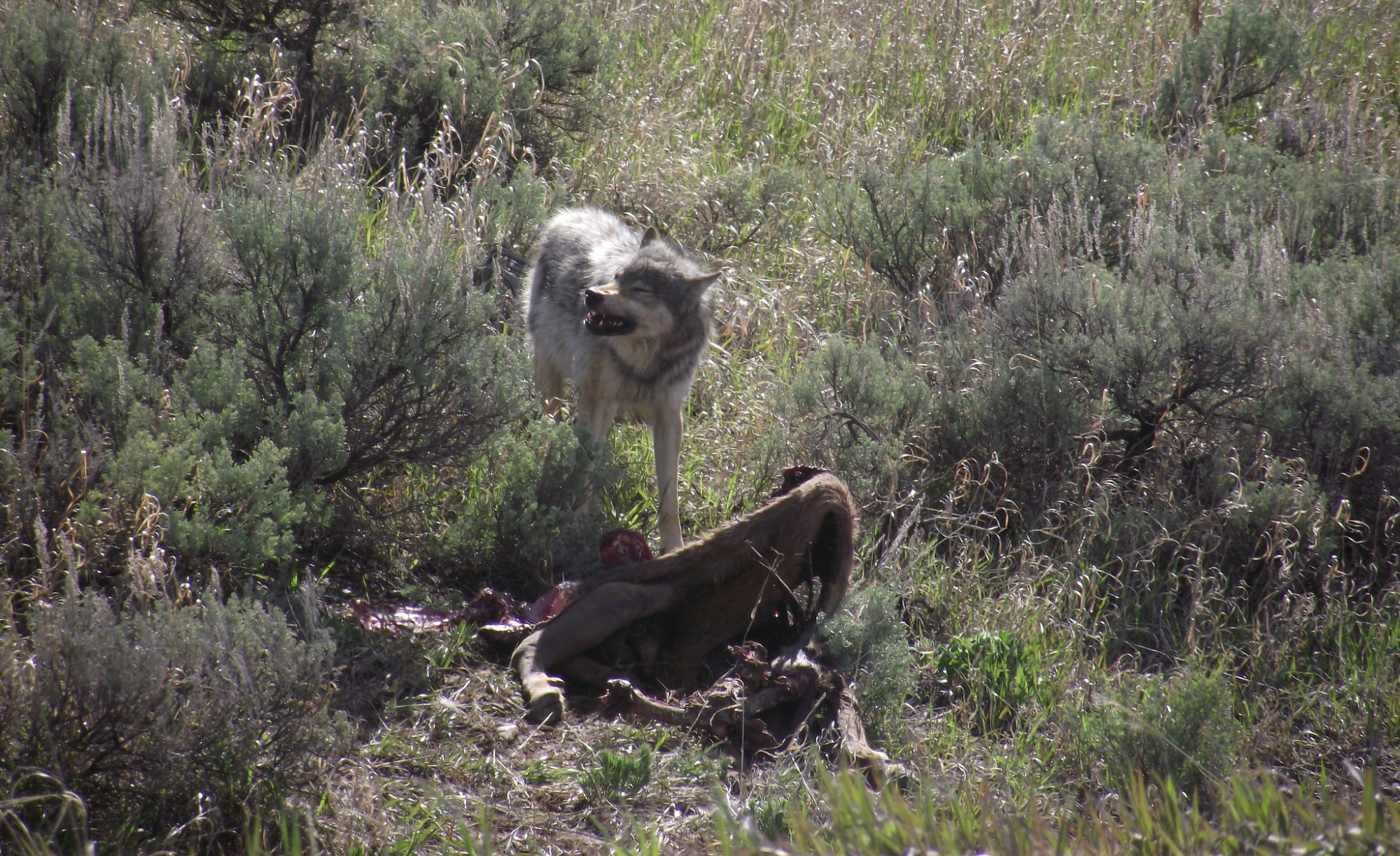 wolf feeding on road kill
