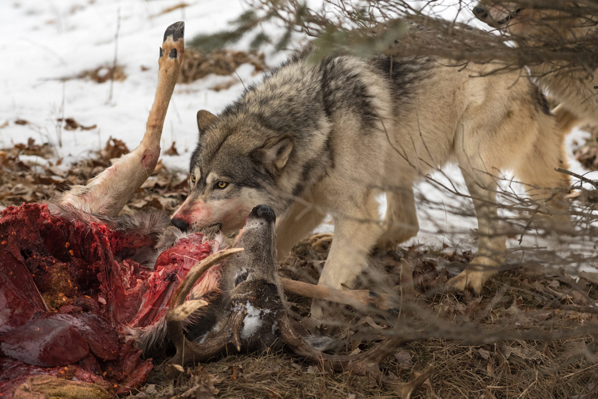 wolf eats whitetail deer