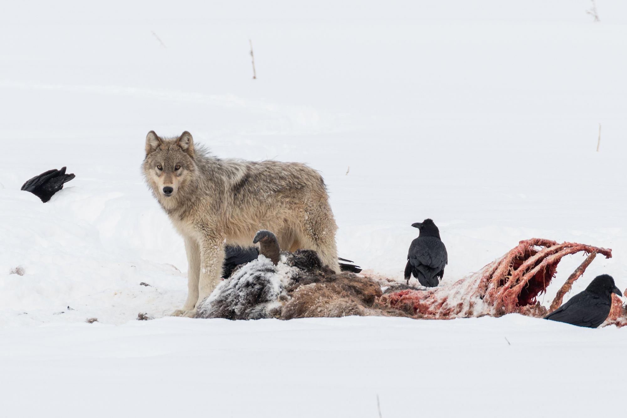 wolf feeding on bison