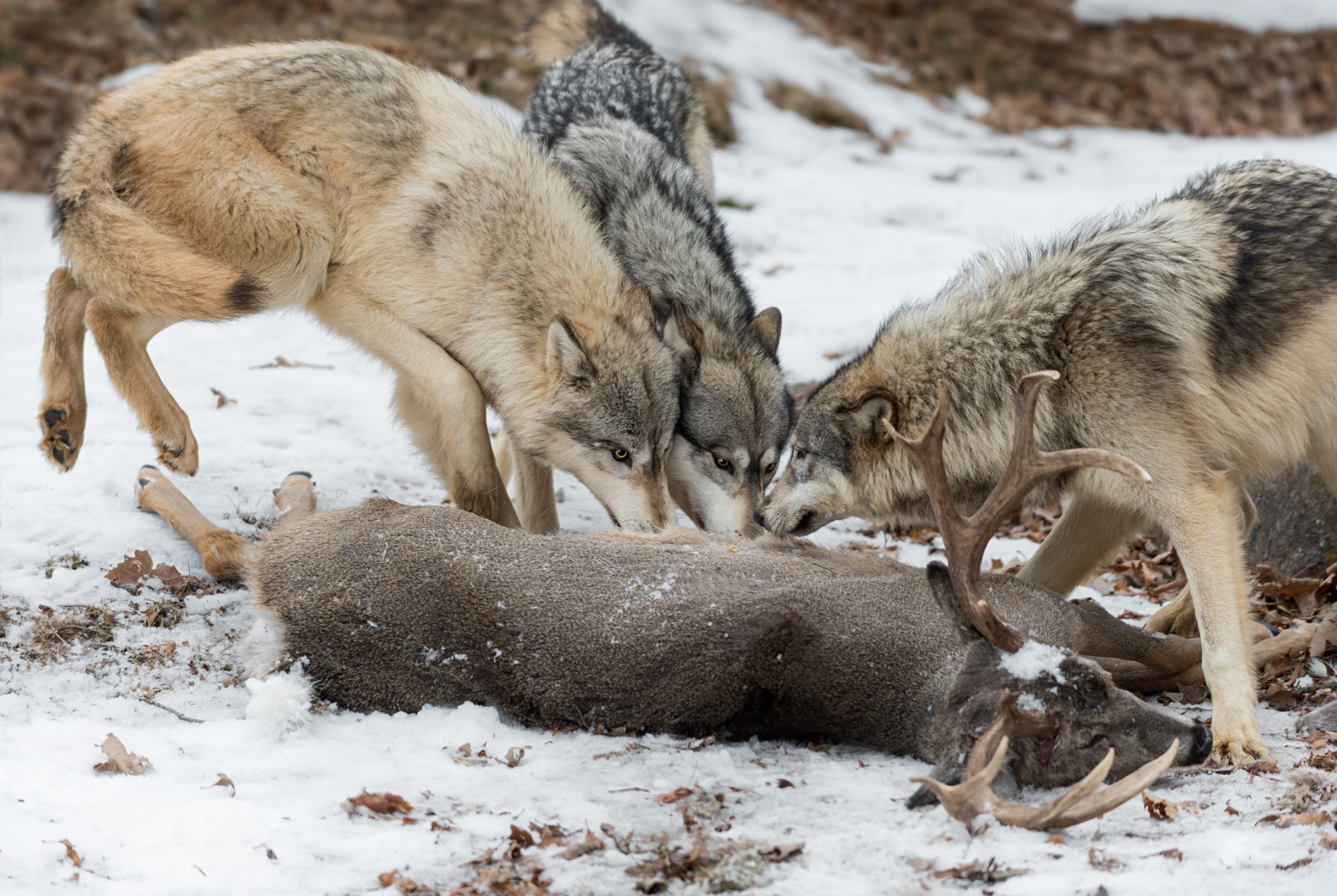 wolves eating whitetail buck