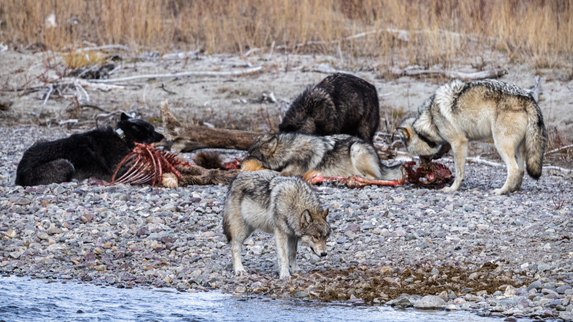 wolves feed on elk carcass