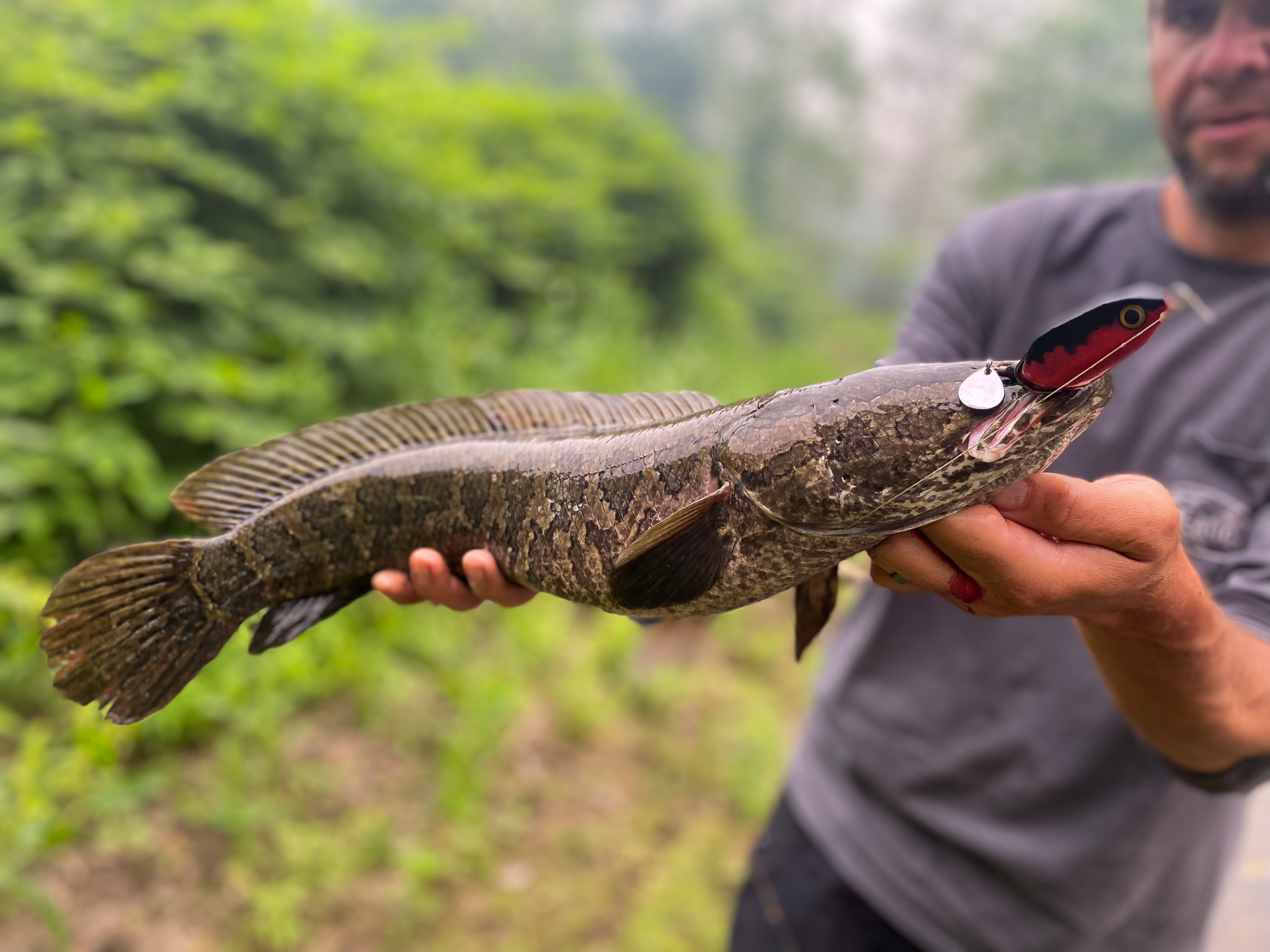 A snakehead with a lure still in its mouth.