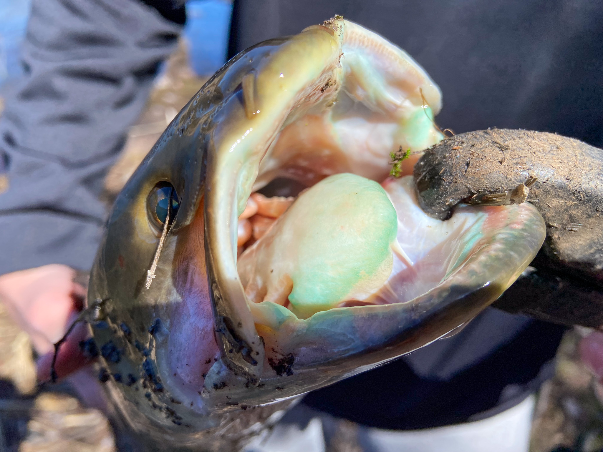 A bowfin with a hard mouth and greenish tongue.