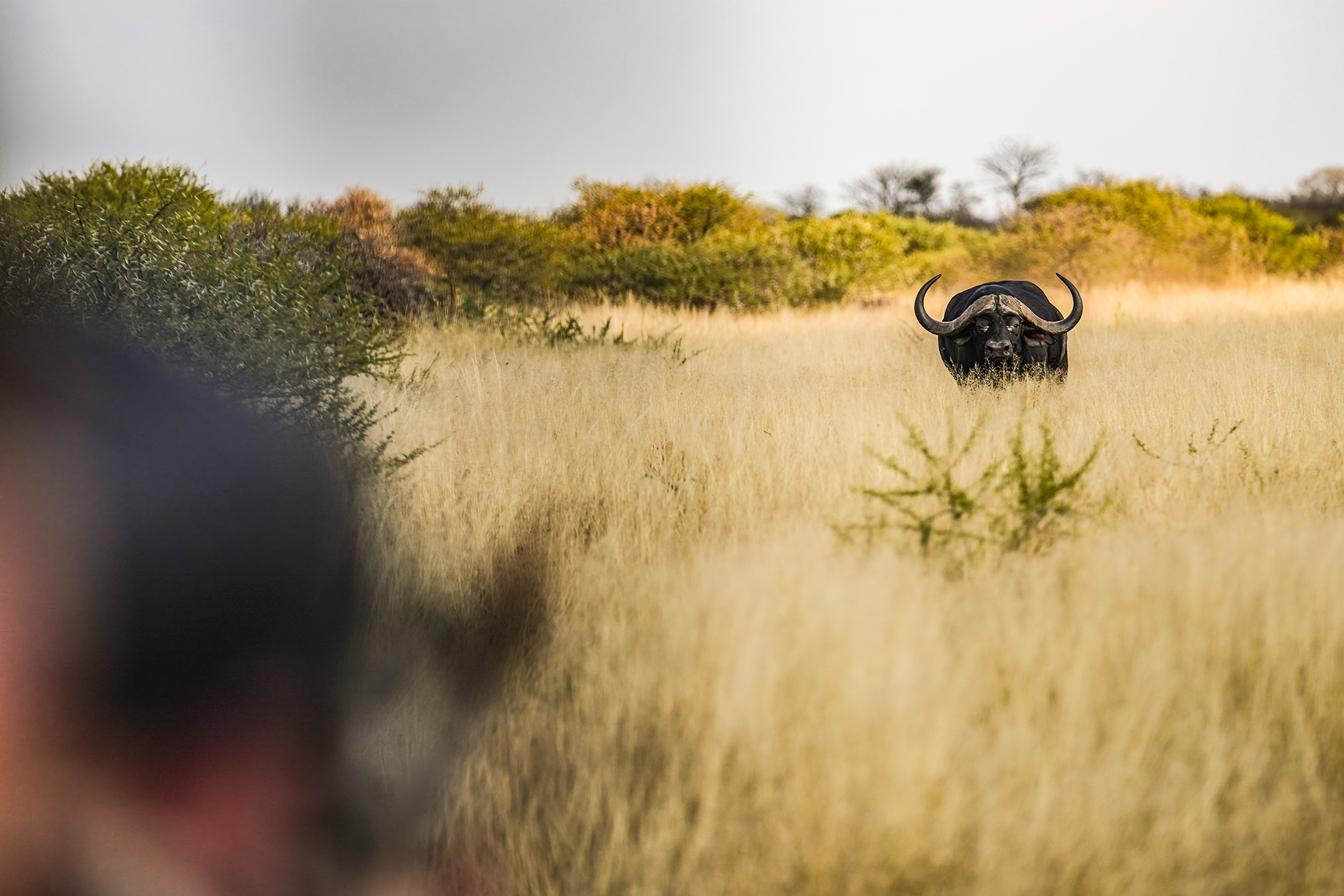 A cape buffalo charging a hunter in the foreground.