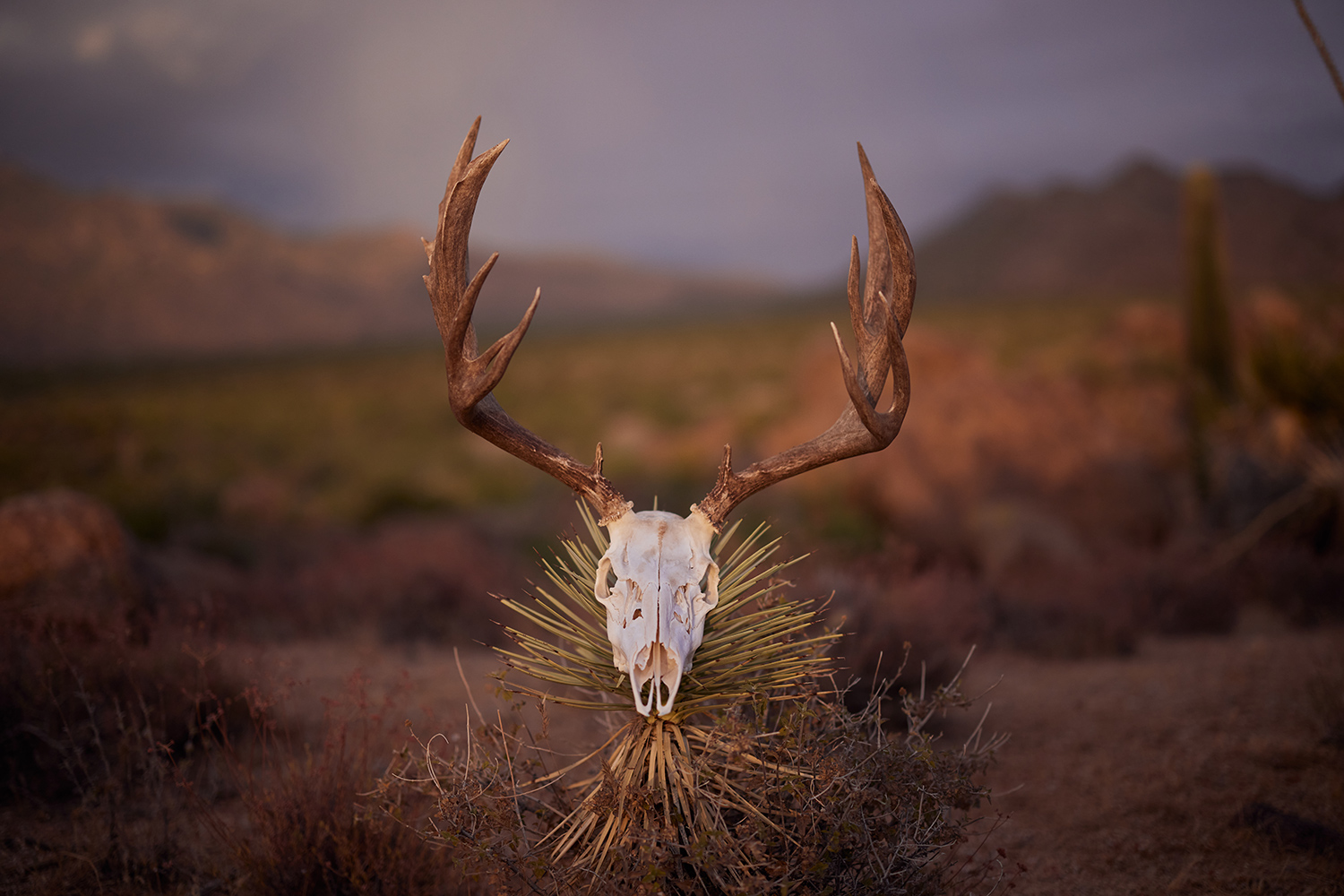 mule deer european mount rests on desert brush