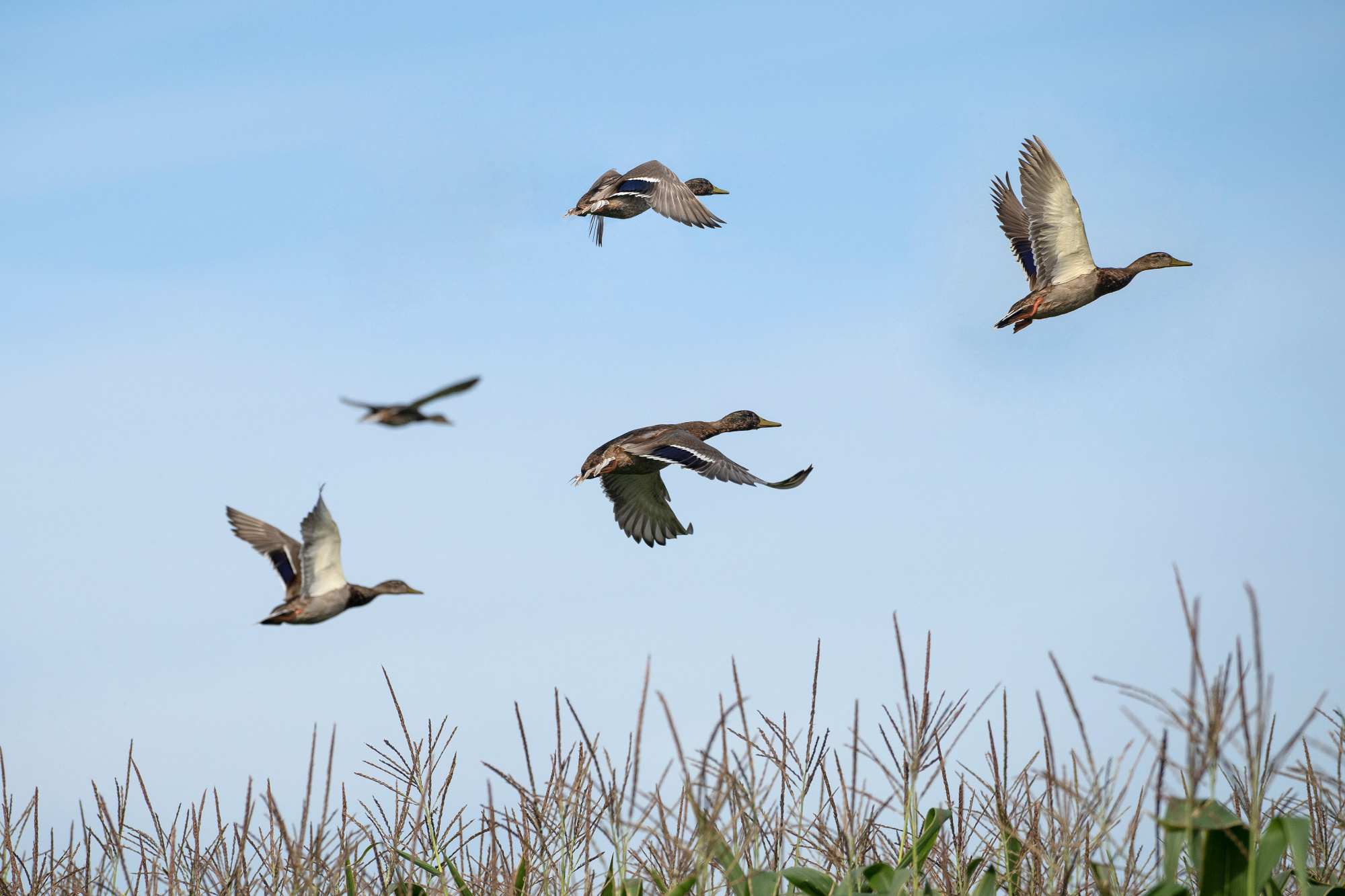 North Dakota duck brood survey