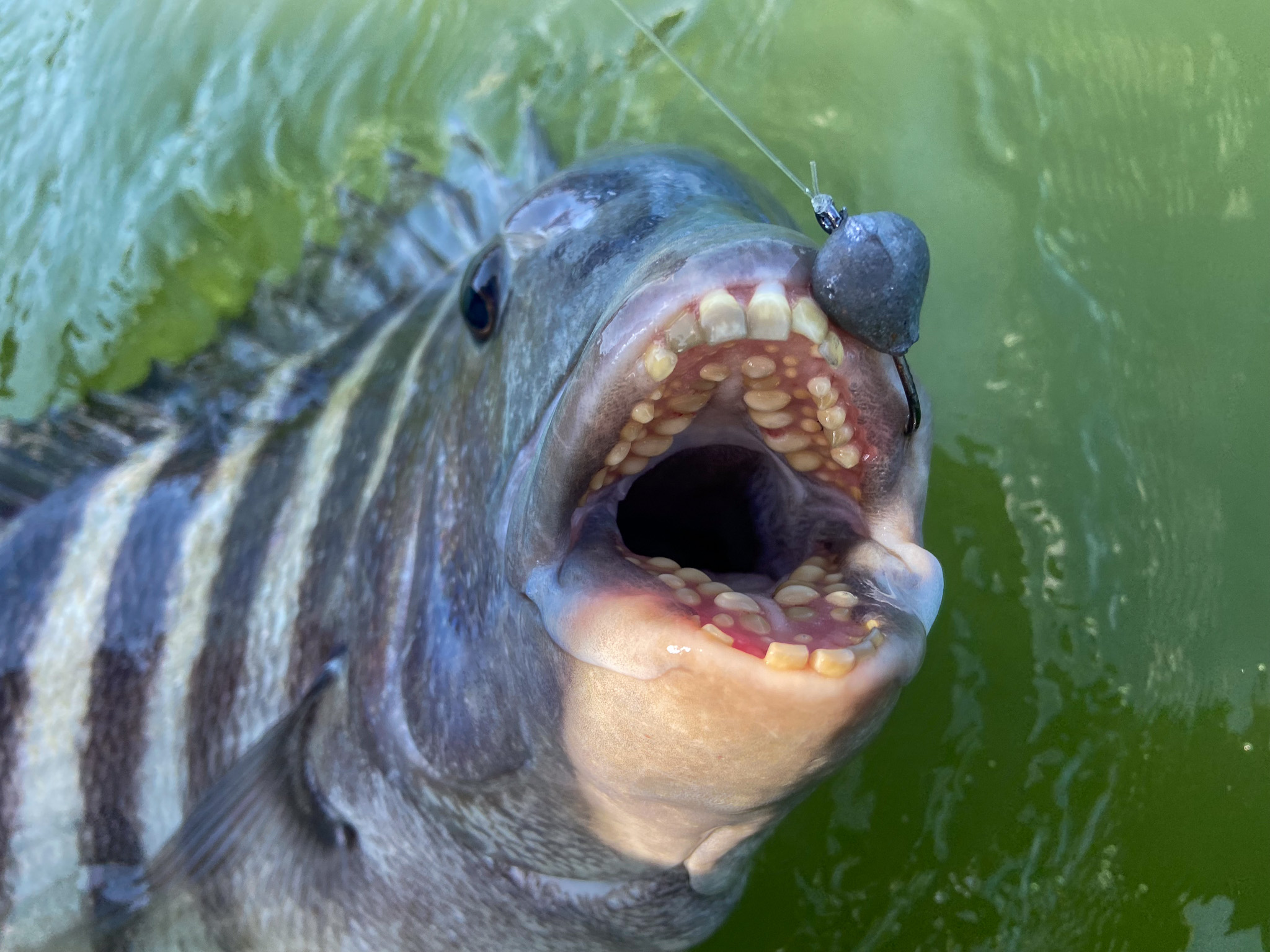 A sheepshead with its human-like teeth is notoriously difficult to hook.