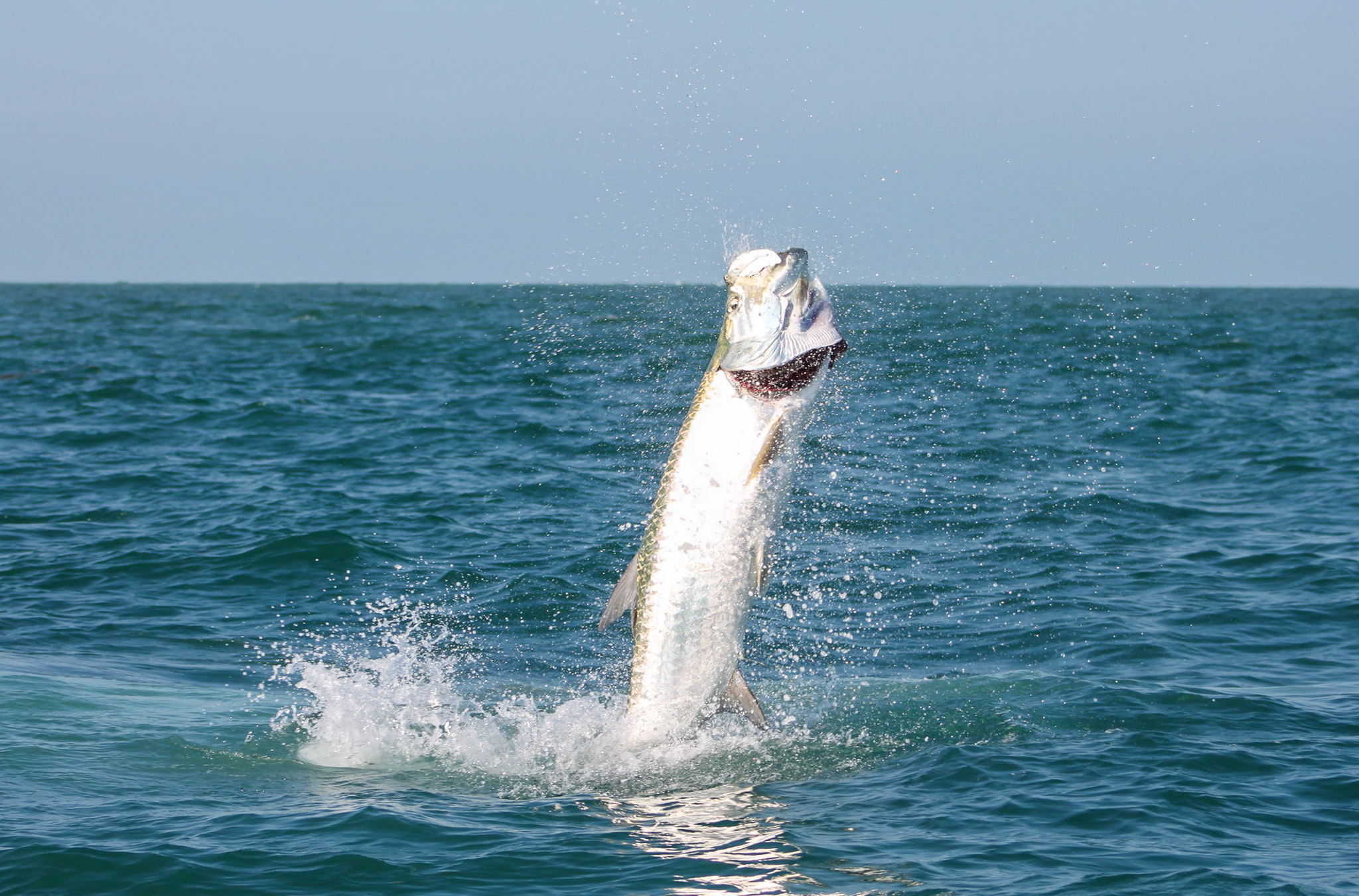 A tarpon hooked by an angler jumps out of the water.