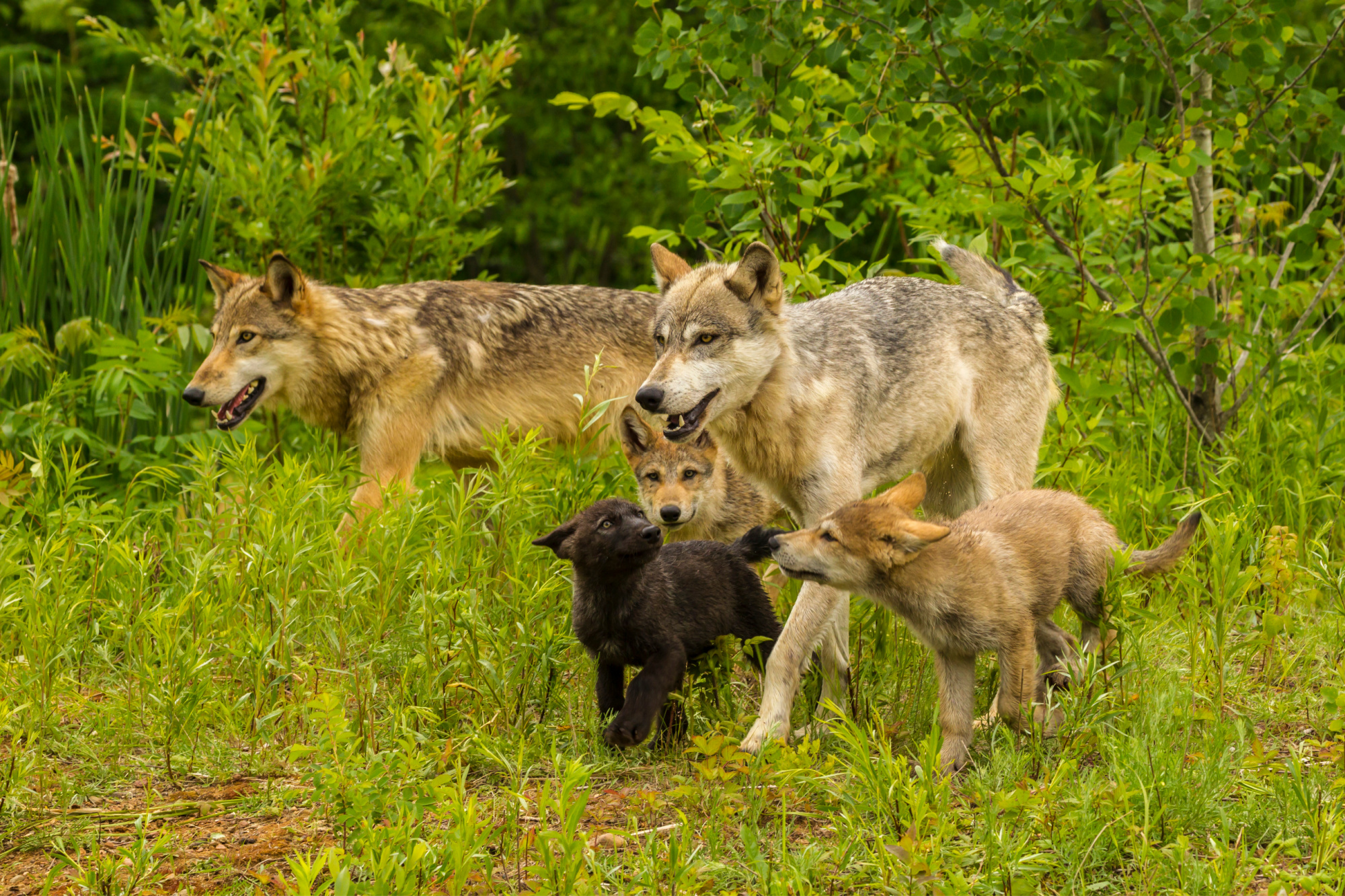 wolves with young
