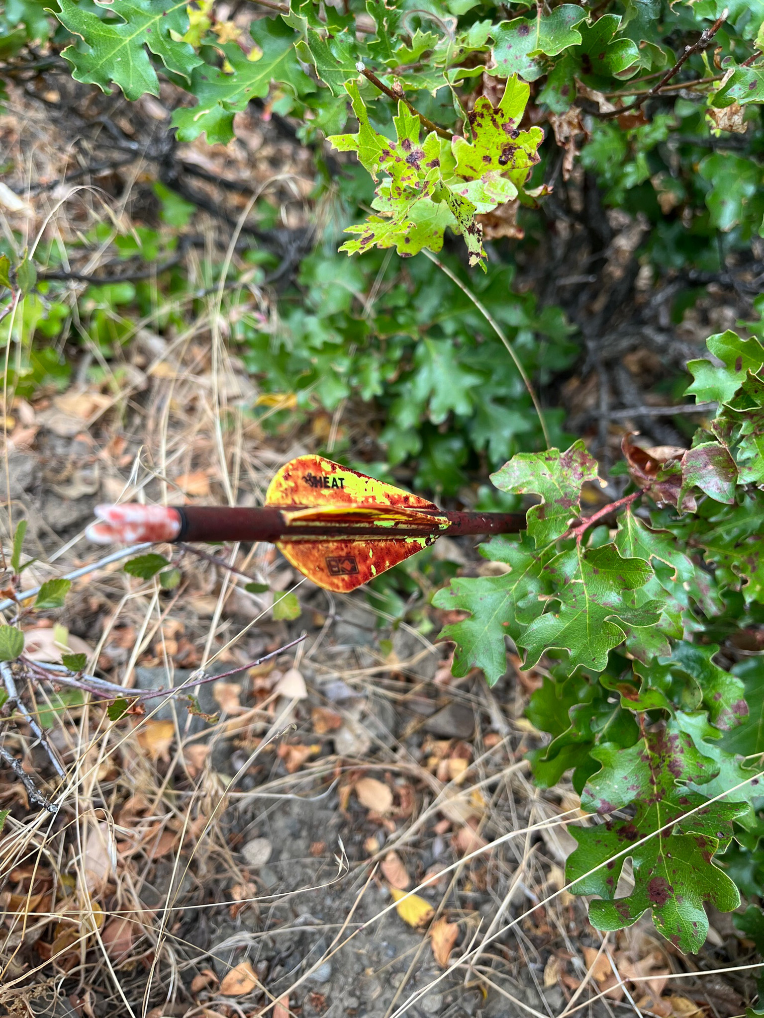 A bloody arrow after a bowhunt for deer.
