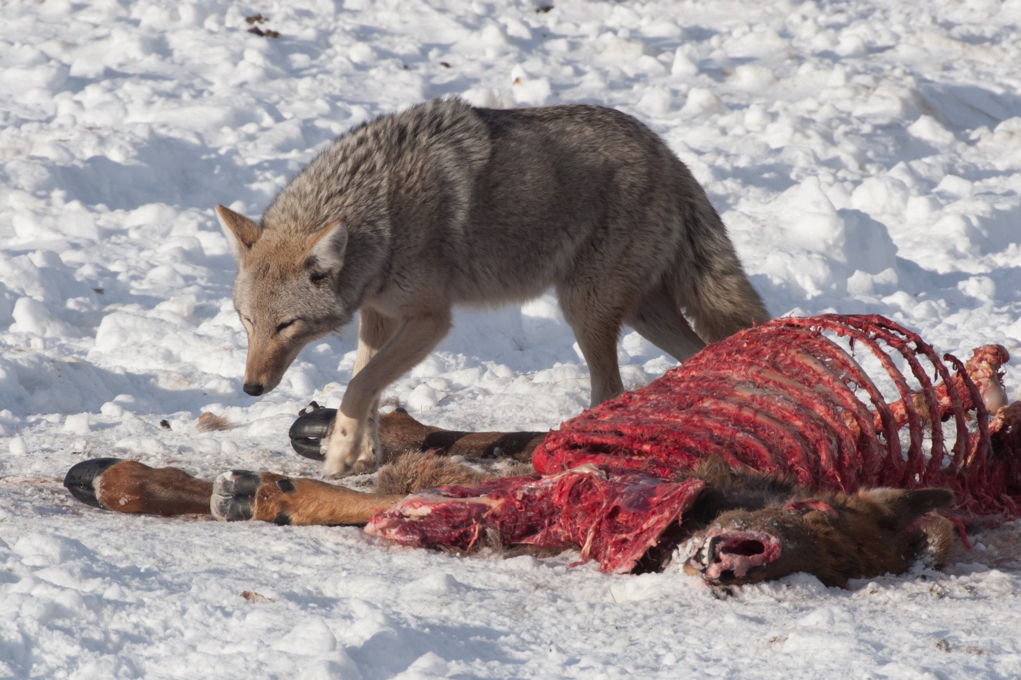 coyote eating elk carcass