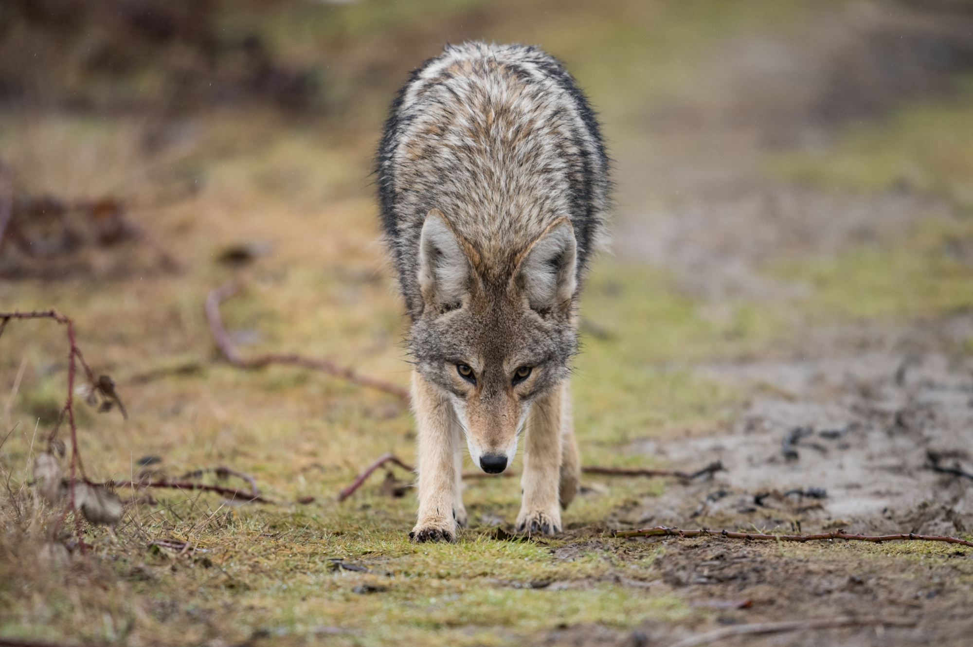 coyote lowering head toward ground