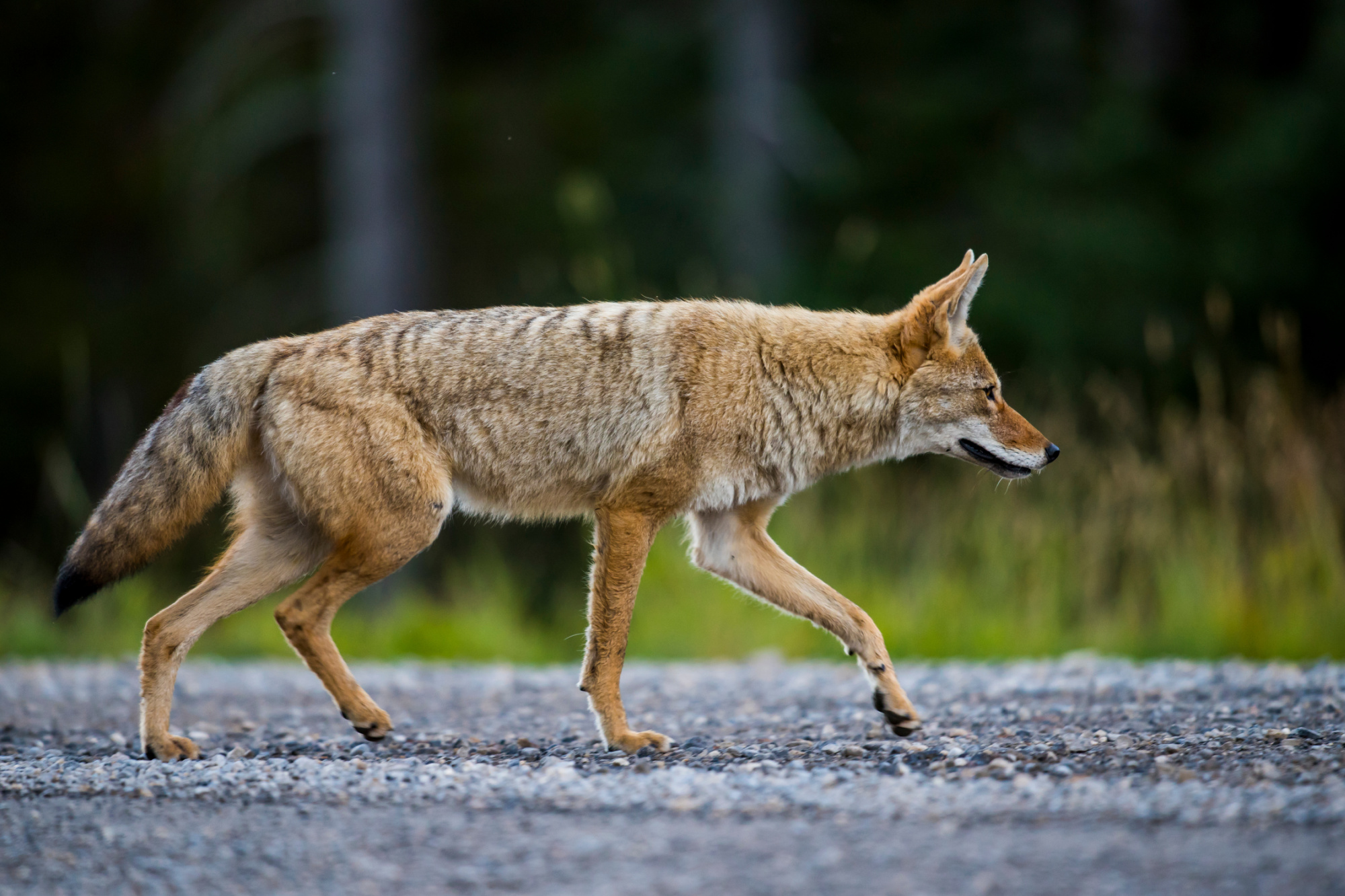 lone coyote trotting