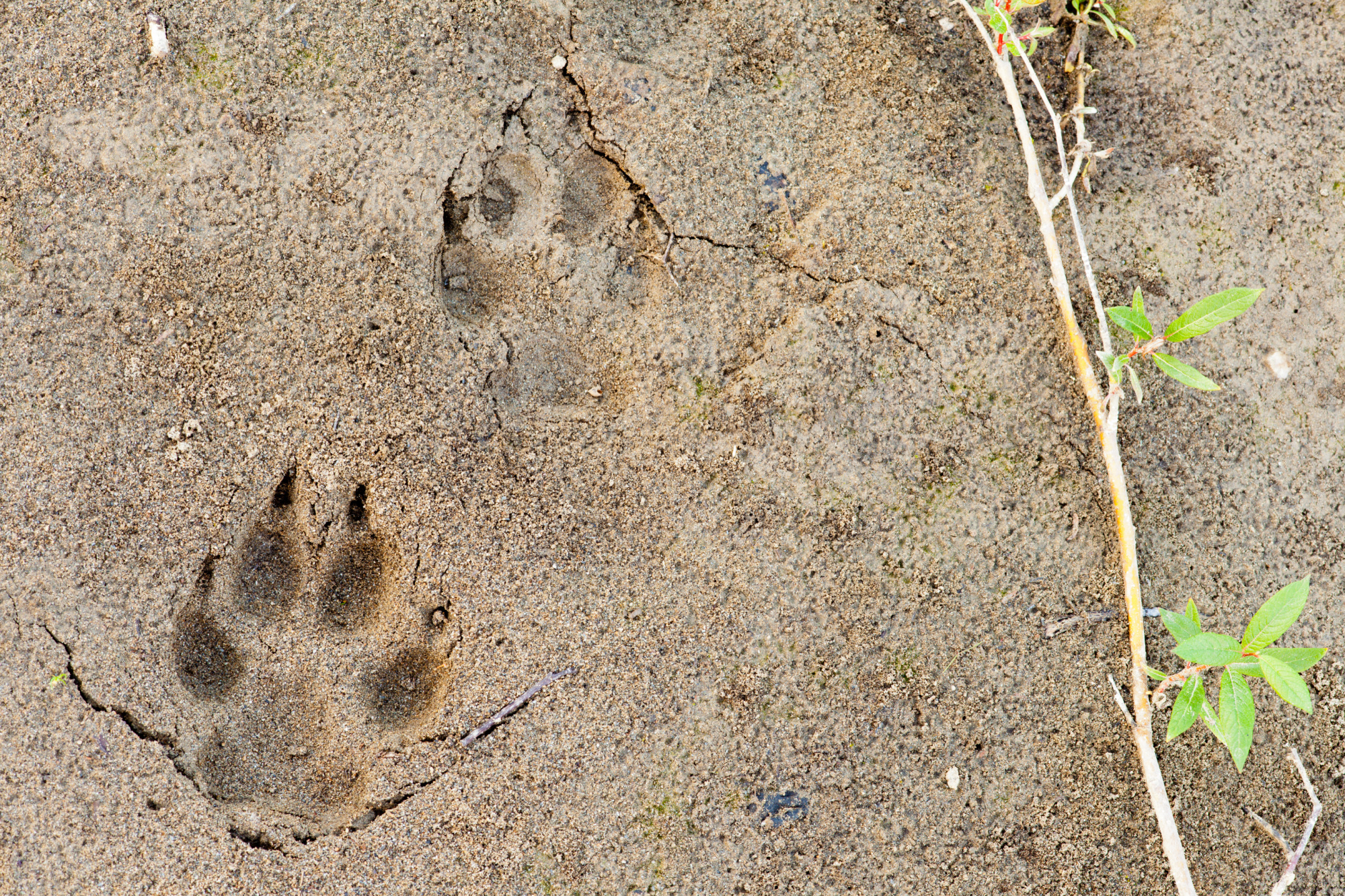wolf track in sand