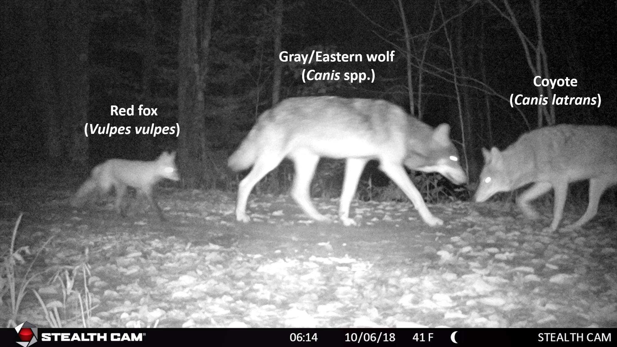 wolf coyote red fox comparison