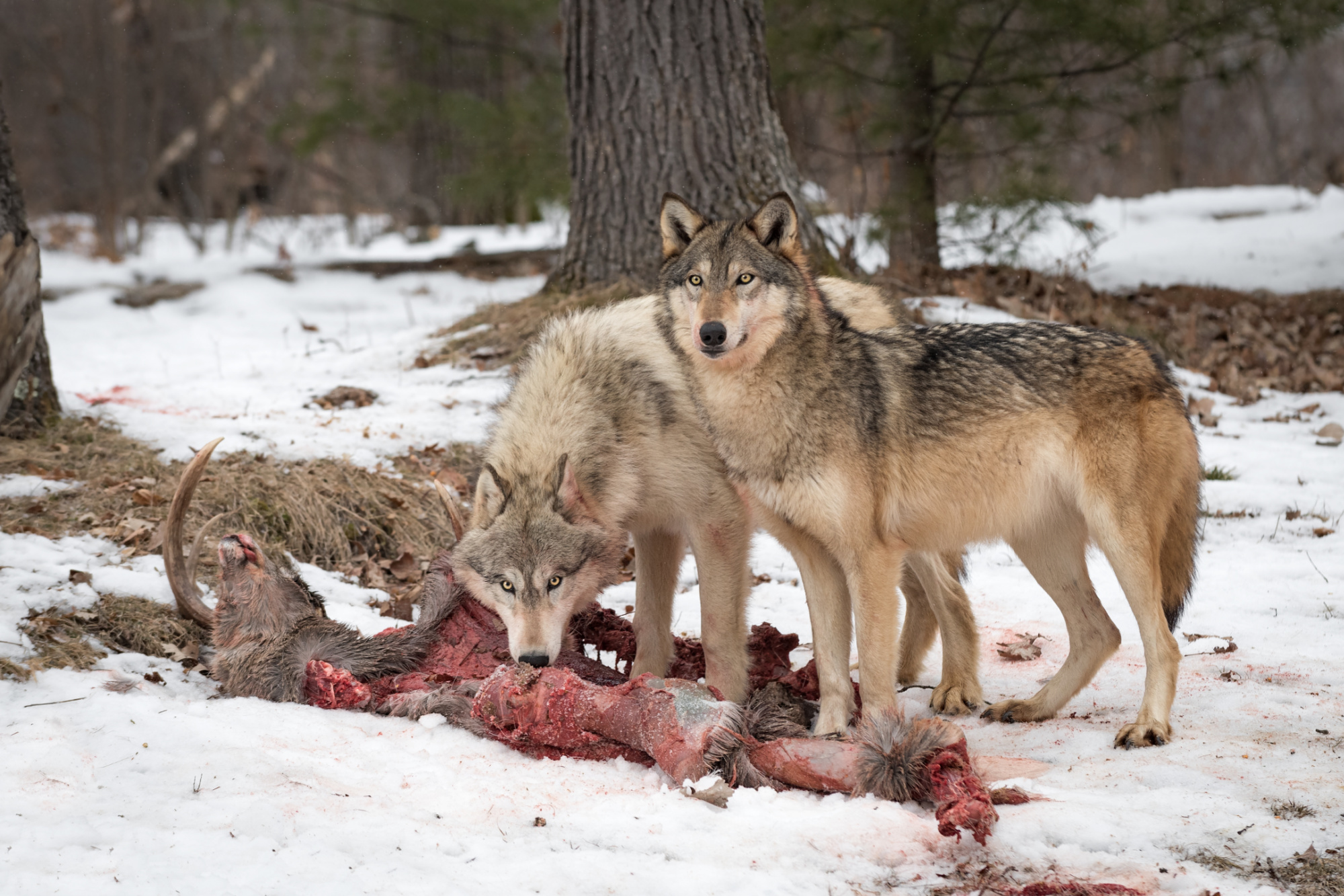 wolves eat a deer