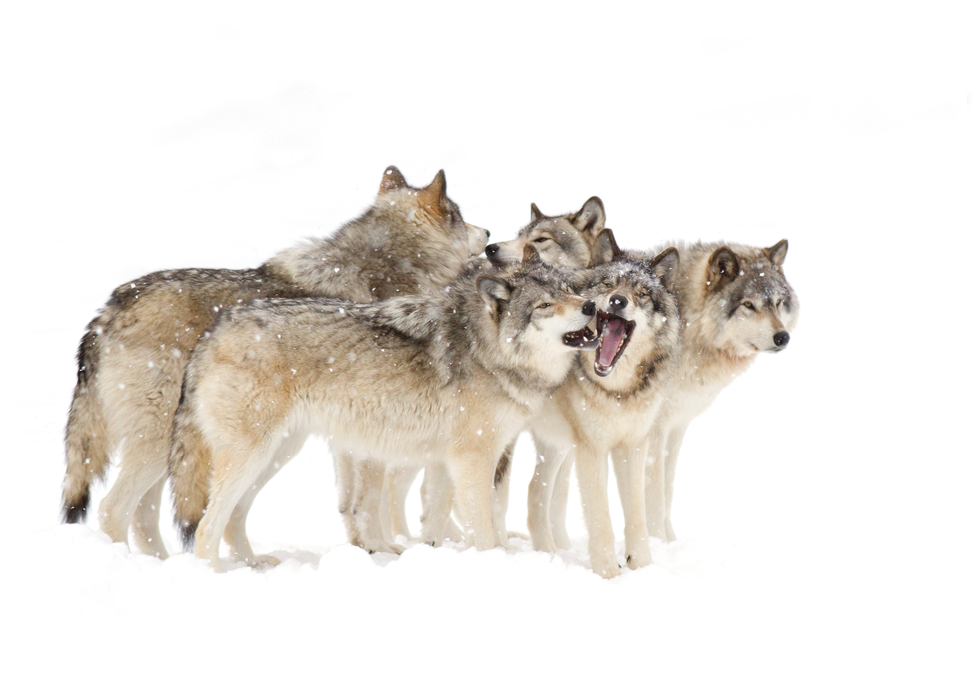 wolves in a pack
