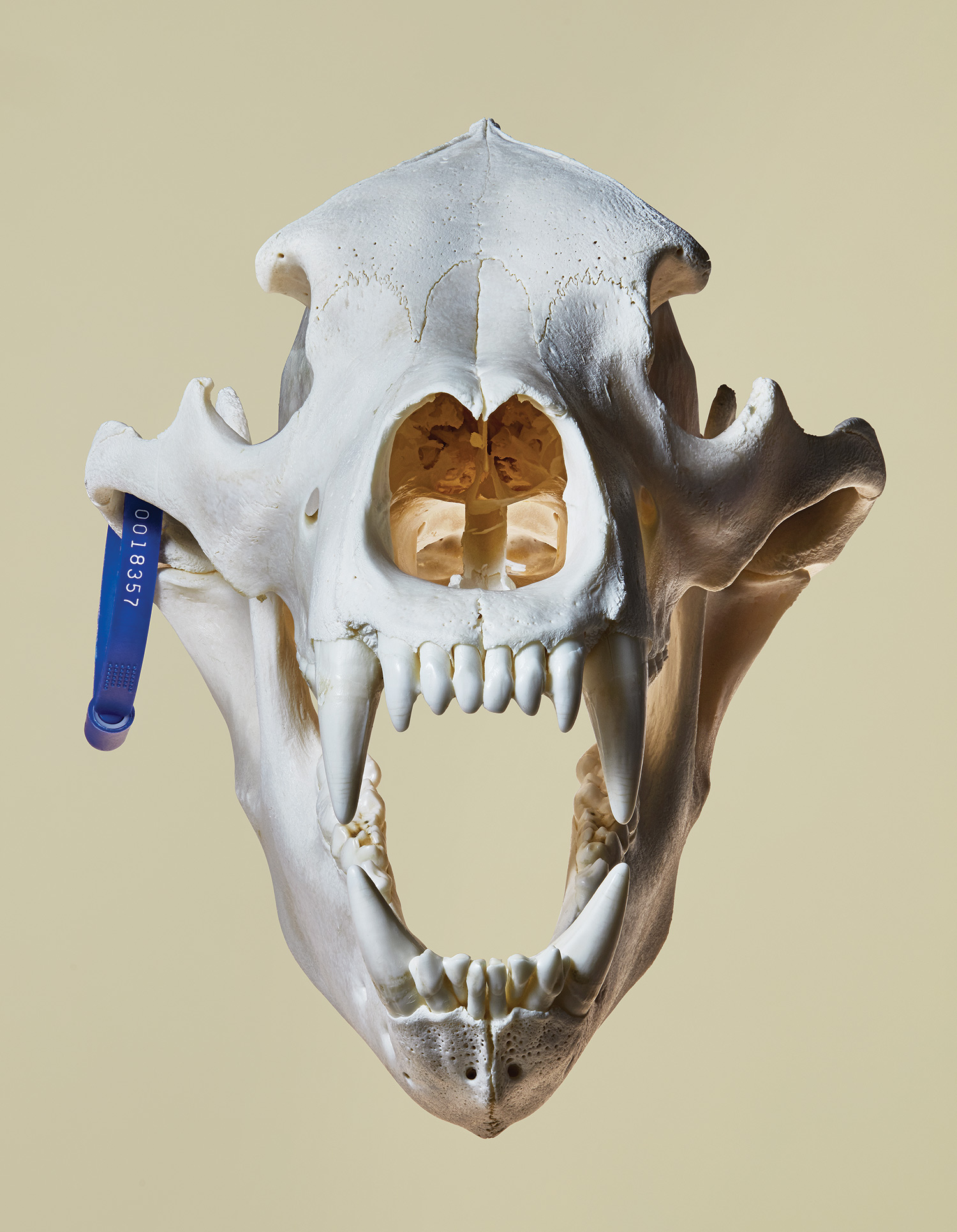 clean grizzly bear skull with blue tag attached to upper jaw
