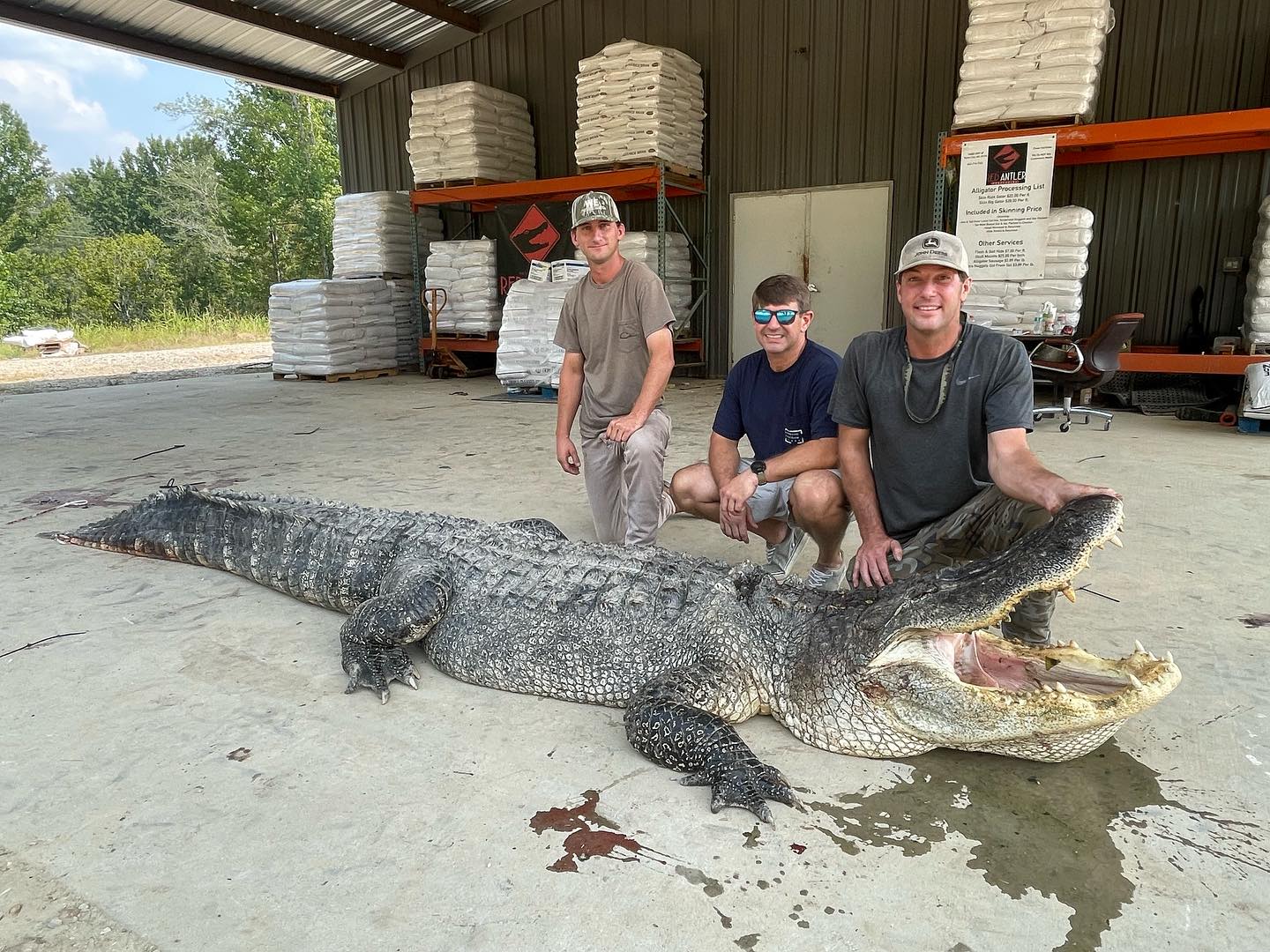 The new giant gator out of Mississippi.