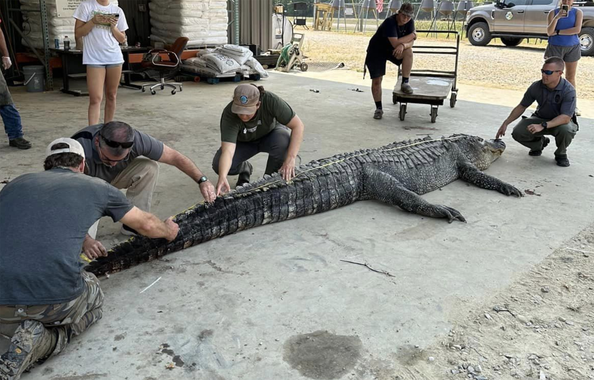 The new state-record alligator from Mississippi.