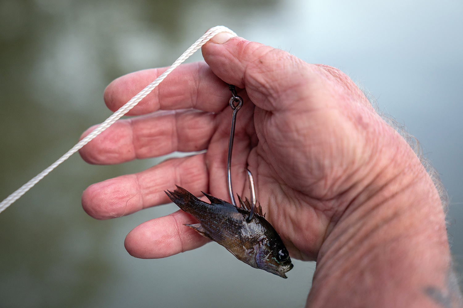 Closeup of green sunfish on a fishhook to be used as bait.
