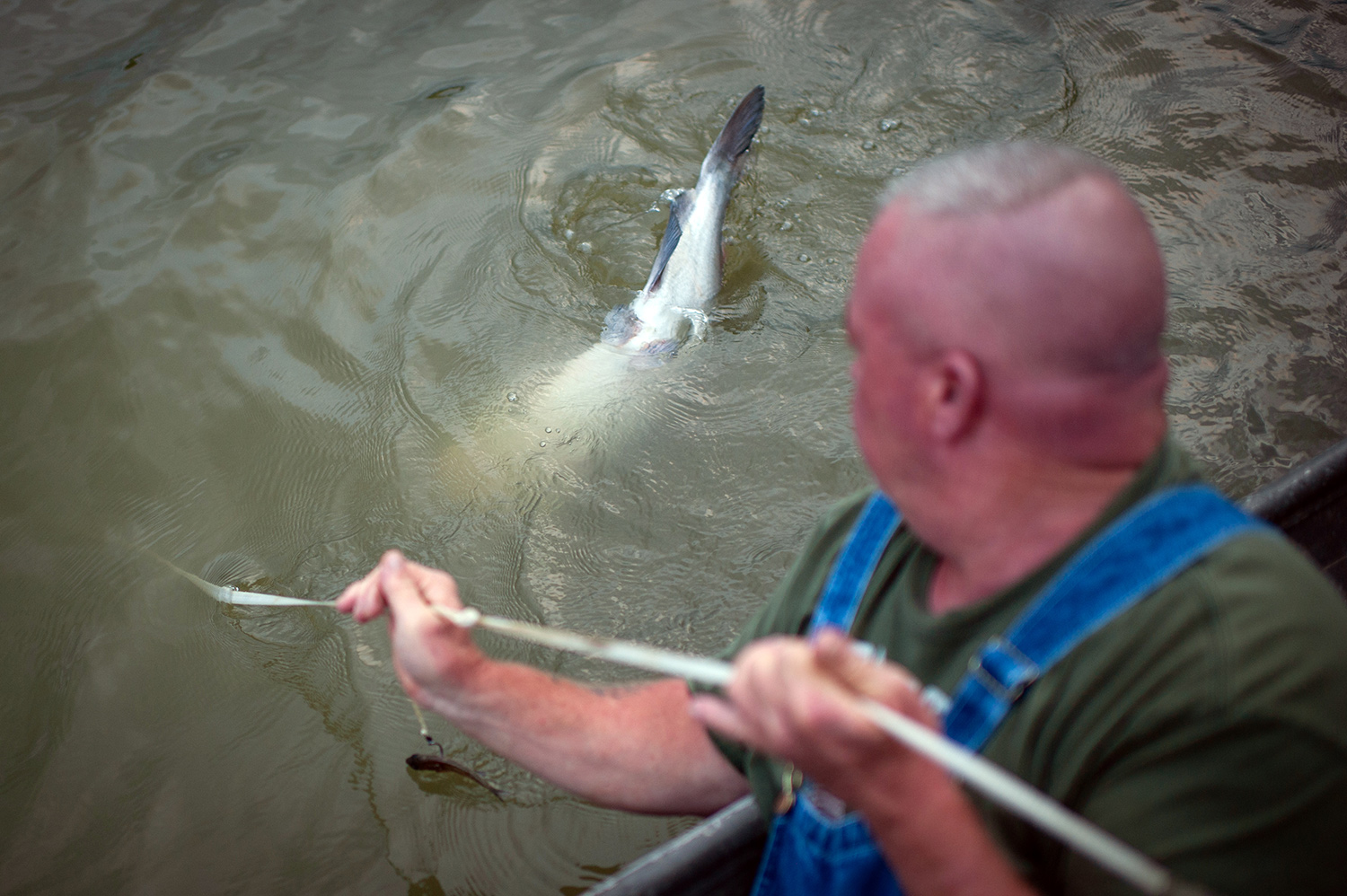 Trotliner pulls in large blue catfish from white river
