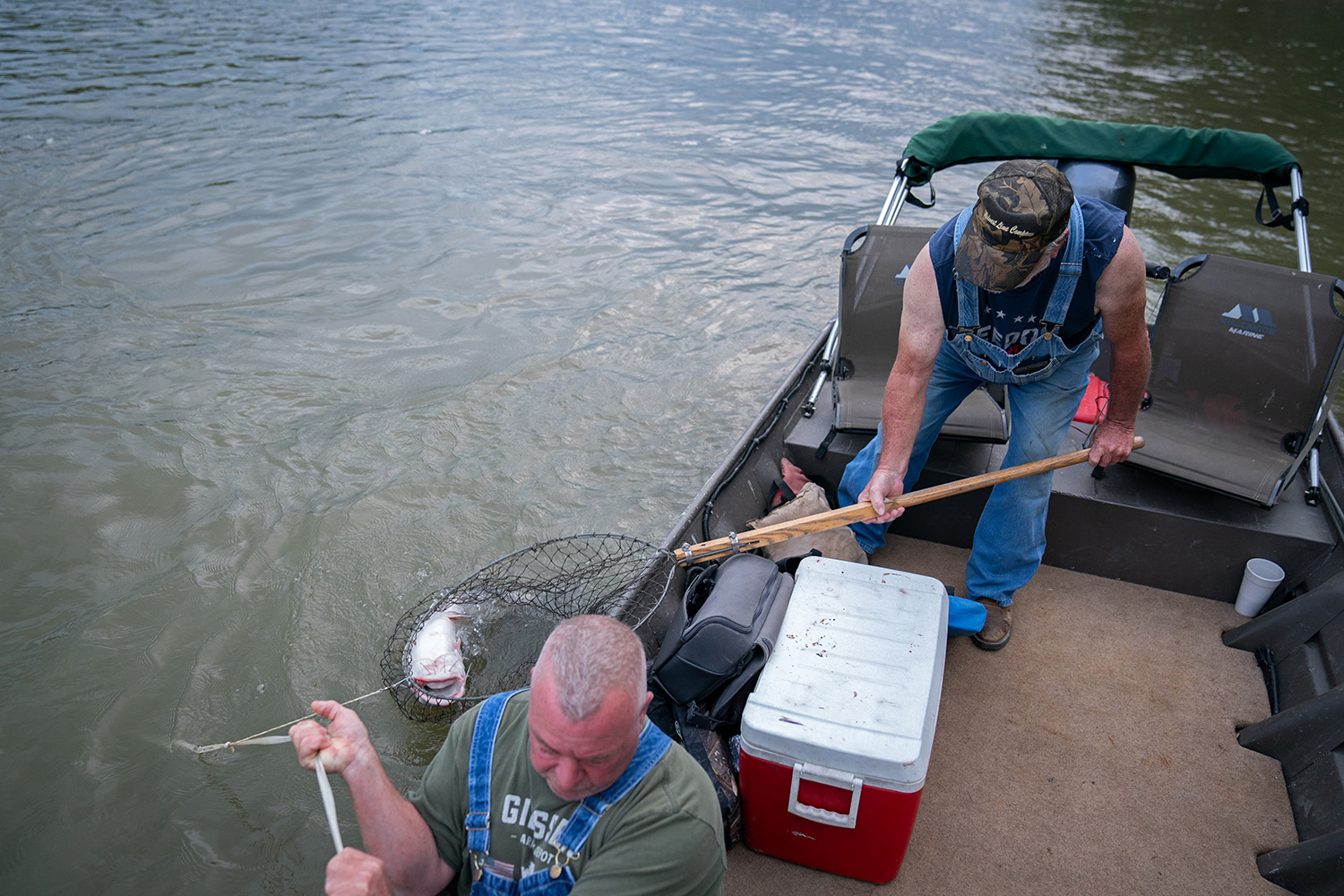 One trotliner uses net, the other pulls hard, to land blue catfish.